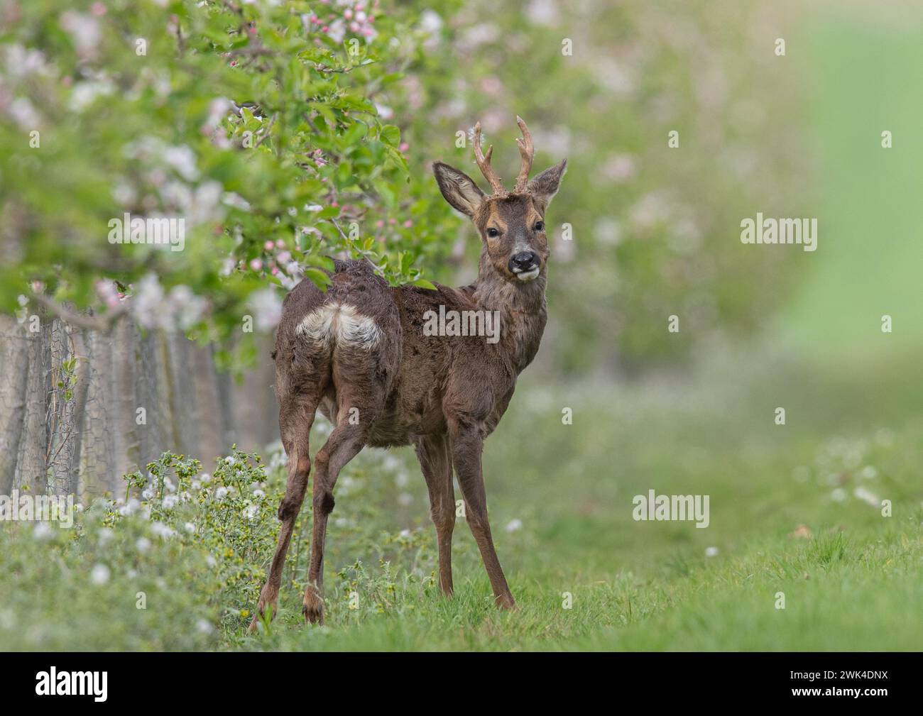 A male Roe Deer with antlers (Capreolus capreolus) showing his white rump in the pink apple blossom in the Apple orchards of a Suffolk Farm . UK Stock Photo