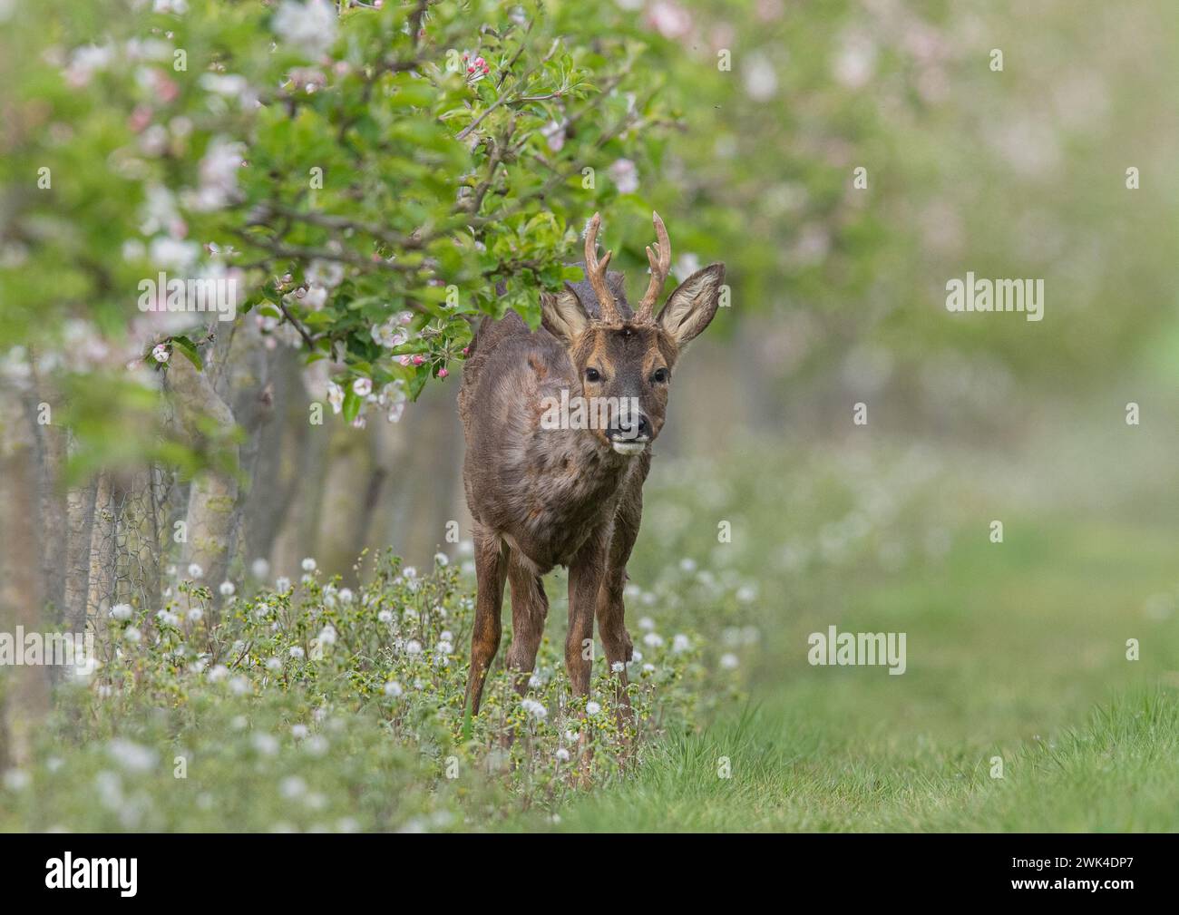 A male Roe Deer with antlers (Capreolus capreolus) peeping out from the pink apple blossom in the Apple orchards of a Suffolk Farm . UK Stock Photo