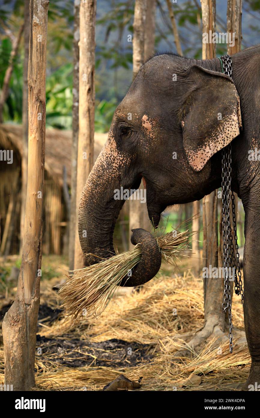 Wild elephant enjoying life at Maesa Elephant Camp's, Chiang mai Province, Thailand Stock Photo
