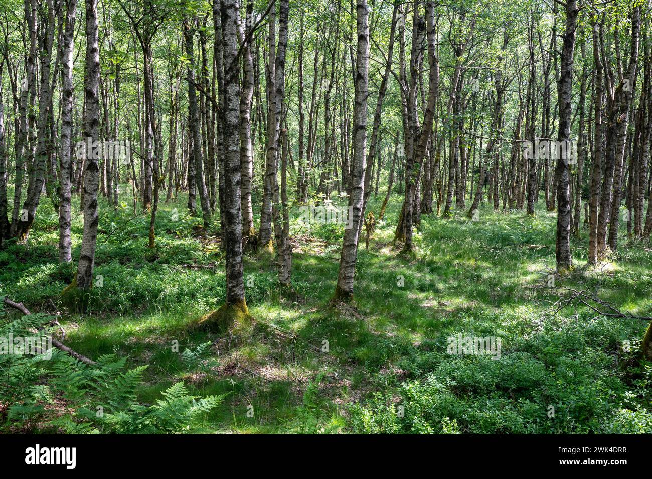 Carpathian birch forest (Betula carpatica) in the red bog in the High Rhön, Hesse, Germany Stock Photo
