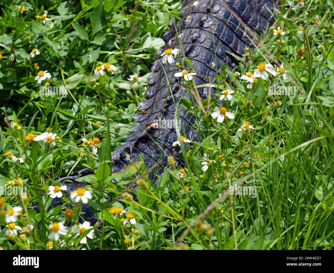 Alligator tail in a group of flowers in the Everglades. Stock Photo