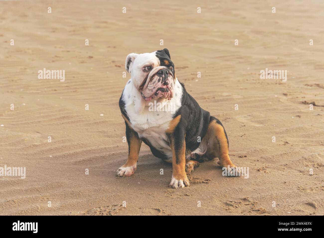 Black tri-color english british Bulldog sitting on seaside at sunse in ...