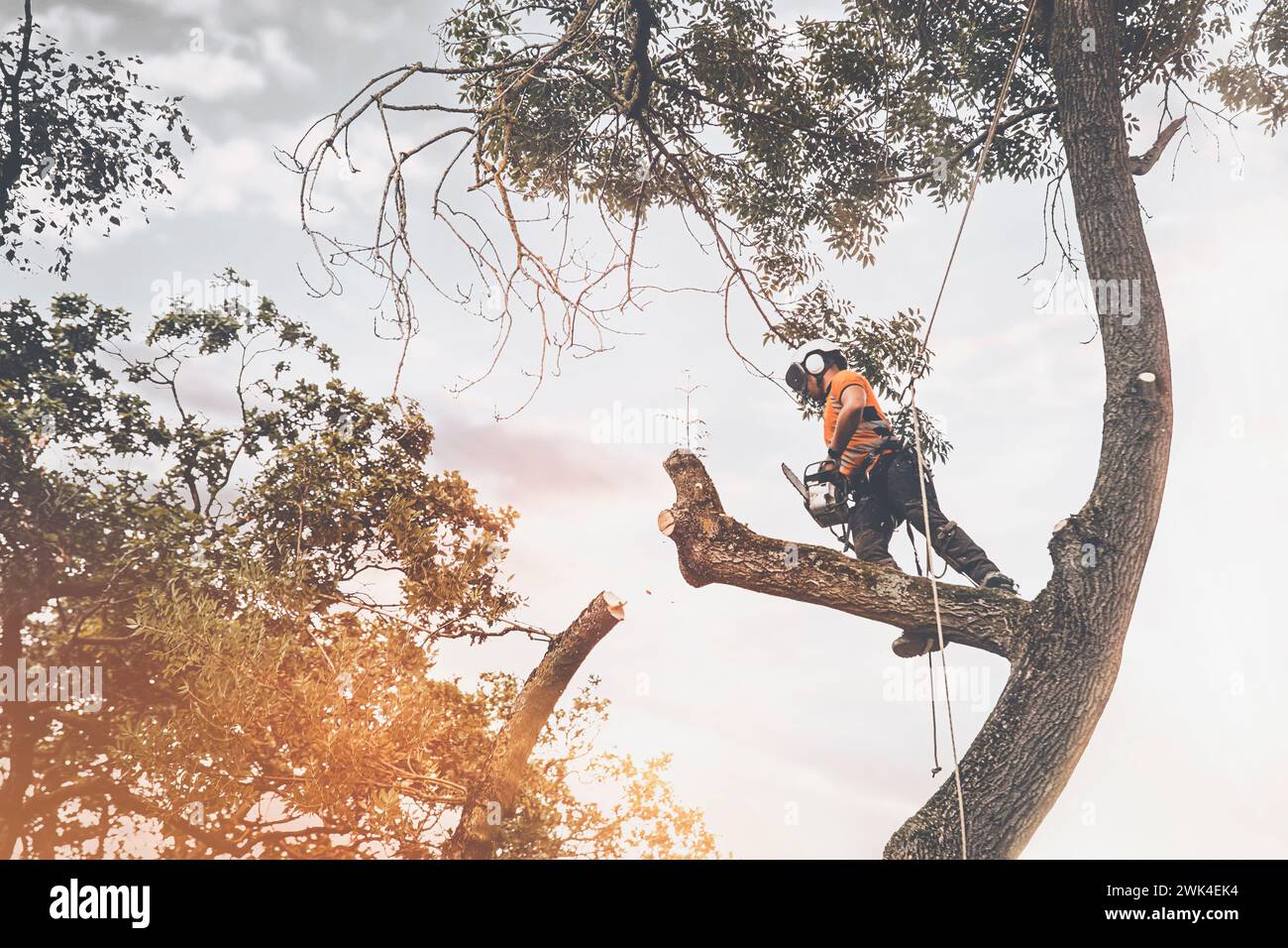 A working arborist wearing climbing gear and toting a chain saw balances  high up on a tree branch while pulling on a rope Stock Photo - Alamy