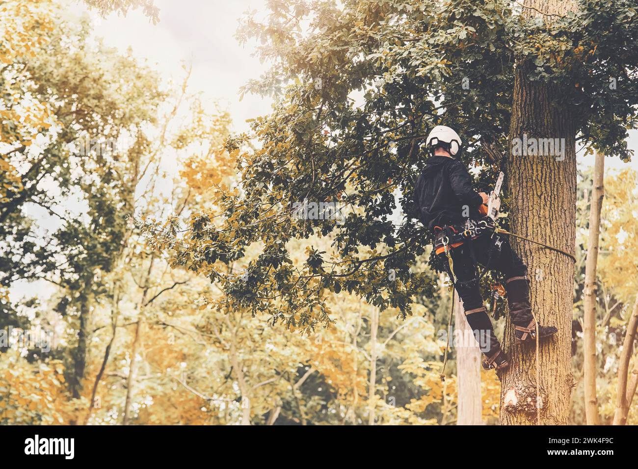 Arborist cutting down tree with petrol chainsaw Stock Photo - Alamy