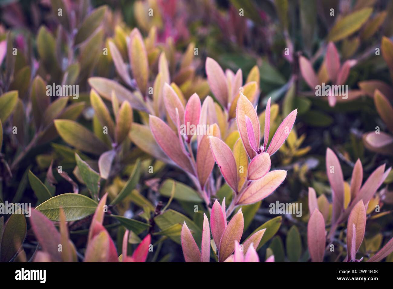 Close up pink leaves on branch in autumn photo. Colorful bush in the garden concept photography. Countryside at autumn season. Garden blossom morning. Stock Photo