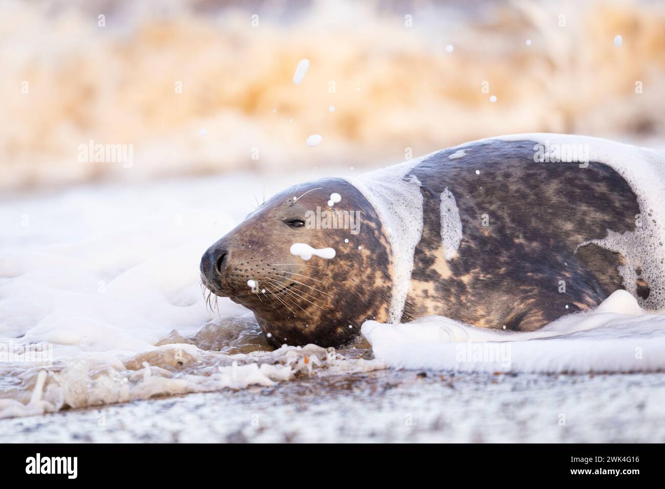 Grey Seal getting splashed by a wave Stock Photo - Alamy