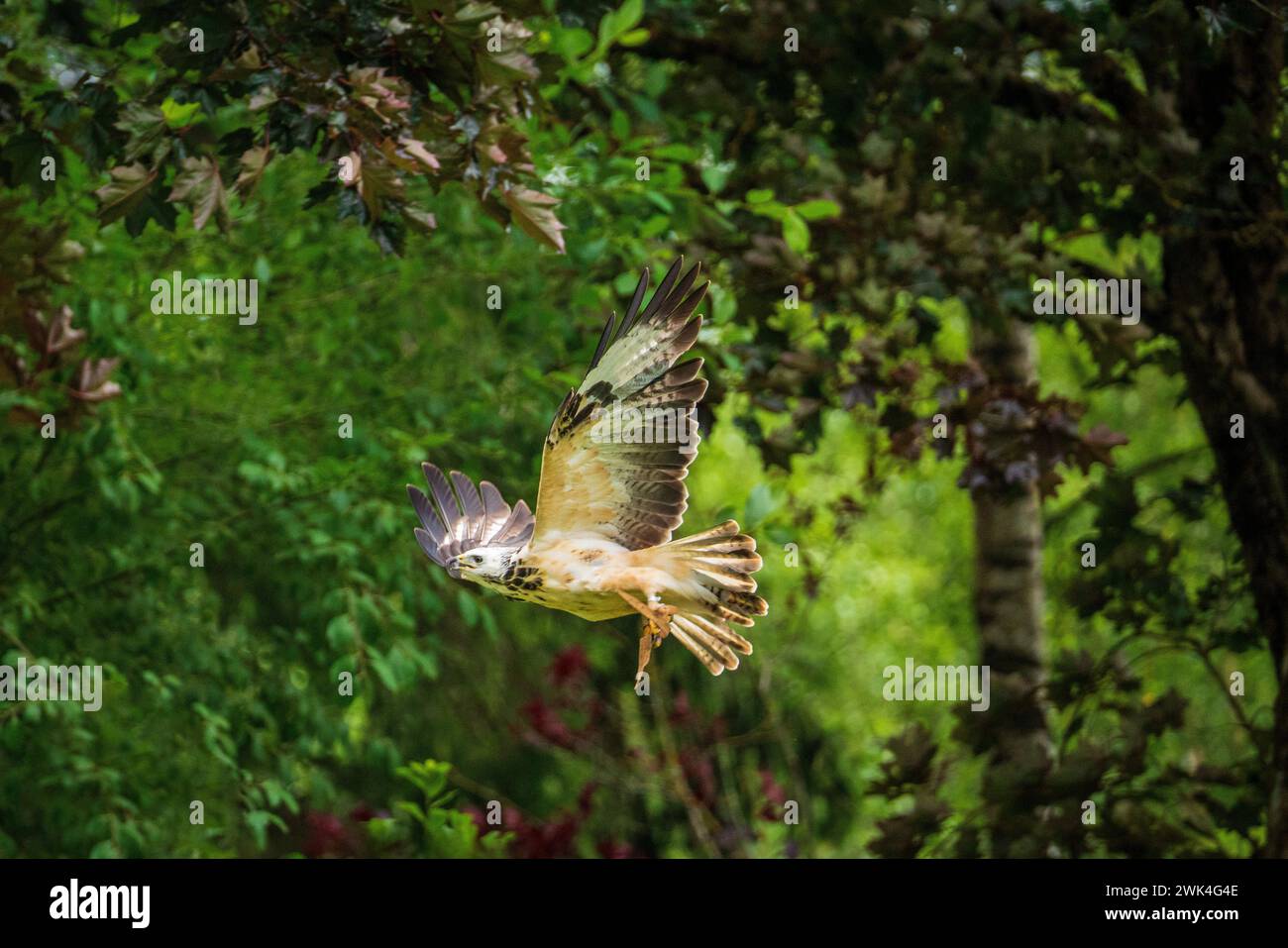 A falcon on the meadow in the park. Stock Photo