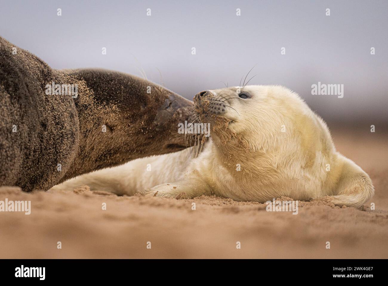 Grey Seal Pup with its mother. Stock Photo