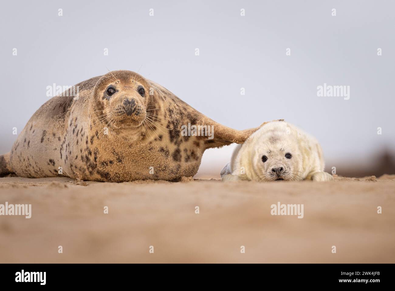 Grey Seal Pup with its mother. Stock Photo