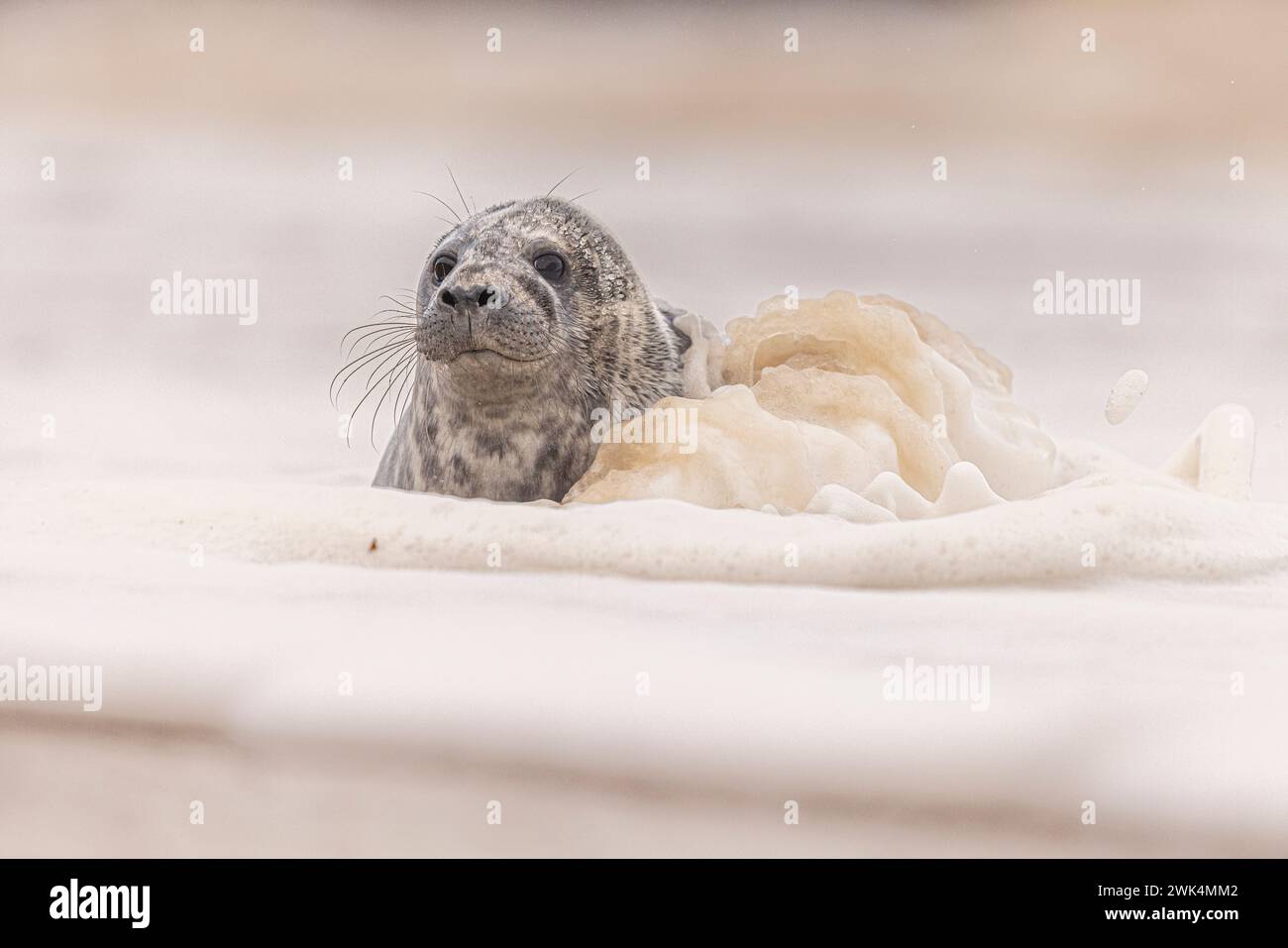 Grey Seal getting splashed by a wave Stock Photo - Alamy