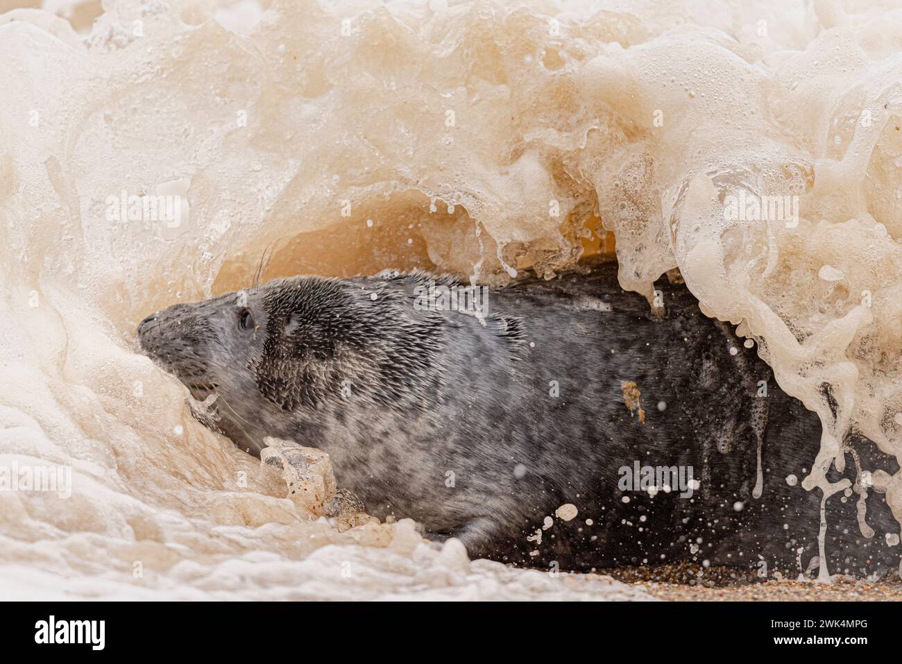 Grey Seal getting splashed by a wave Stock Photo - Alamy