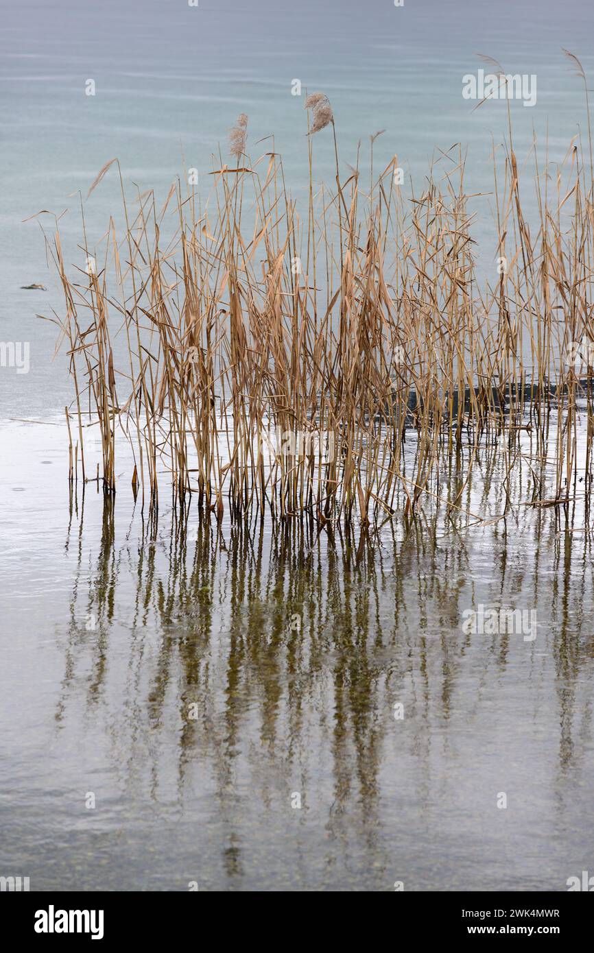 Common Reed on the Lake Shore of the Weissensee in Carinthia, Austria in Winter Stock Photo