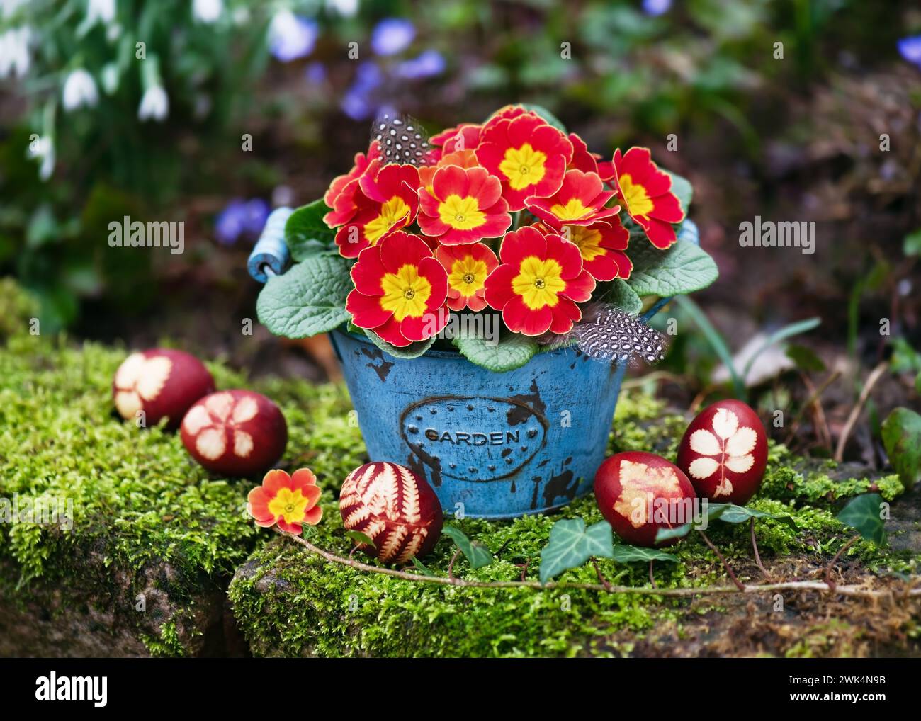 Primrose primula flowers vase hires stock photography and images Alamy