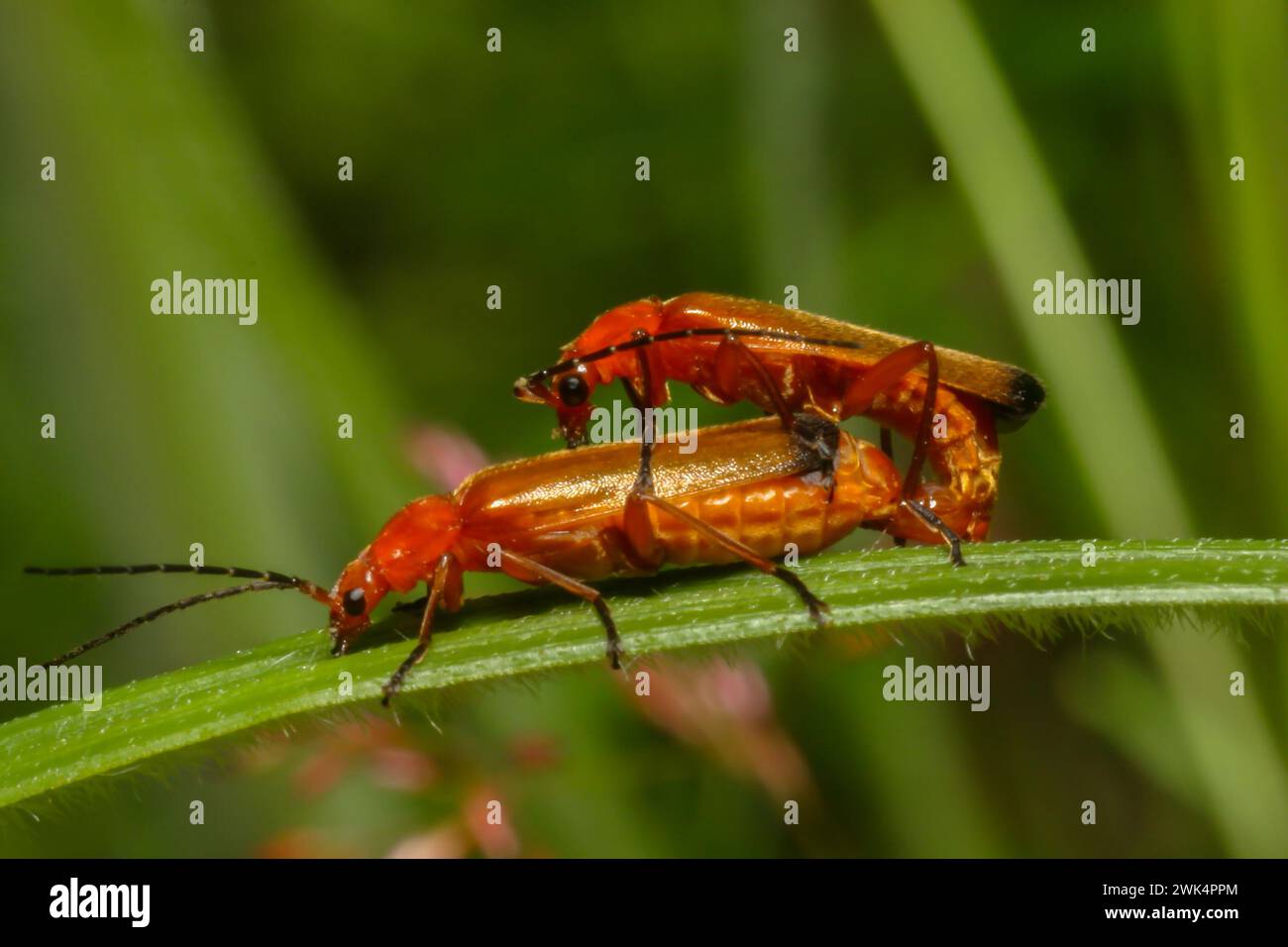 Two Random Insects Two insects in green hi-res stock photography and images - Alamy