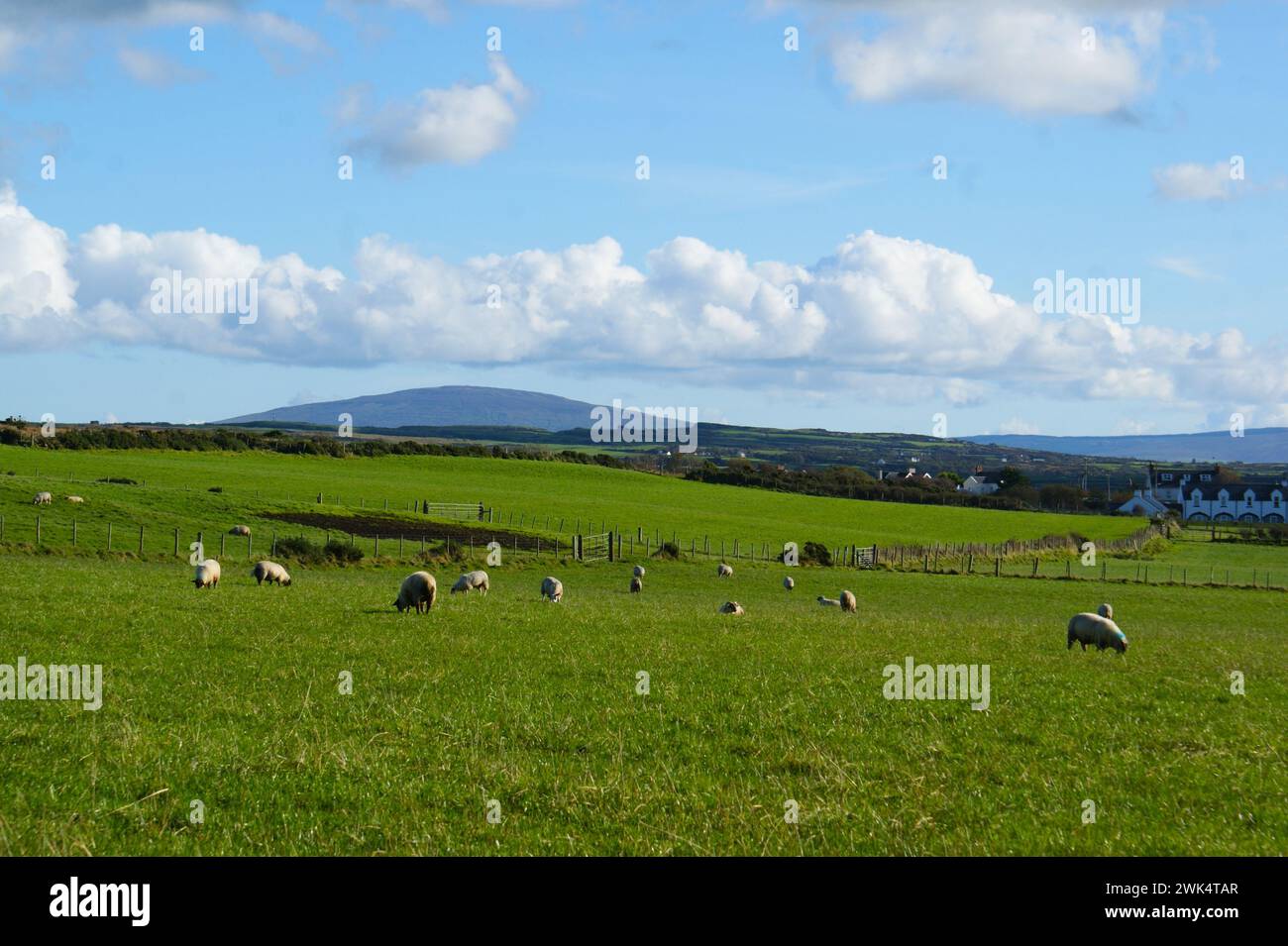 Typical Irish countryside with sheep. Sheep pastures in Ireland Stock Photo