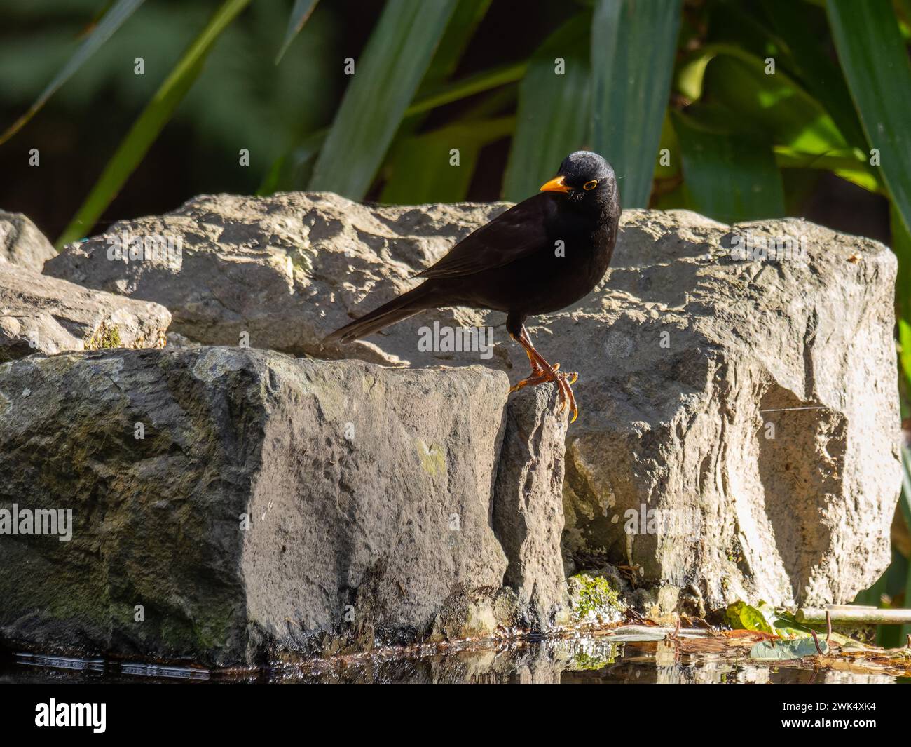 A common blackbird, Turdus merula, also known as the Eurasian blackbird or just blackbird, perched on a rock. Stock Photo
