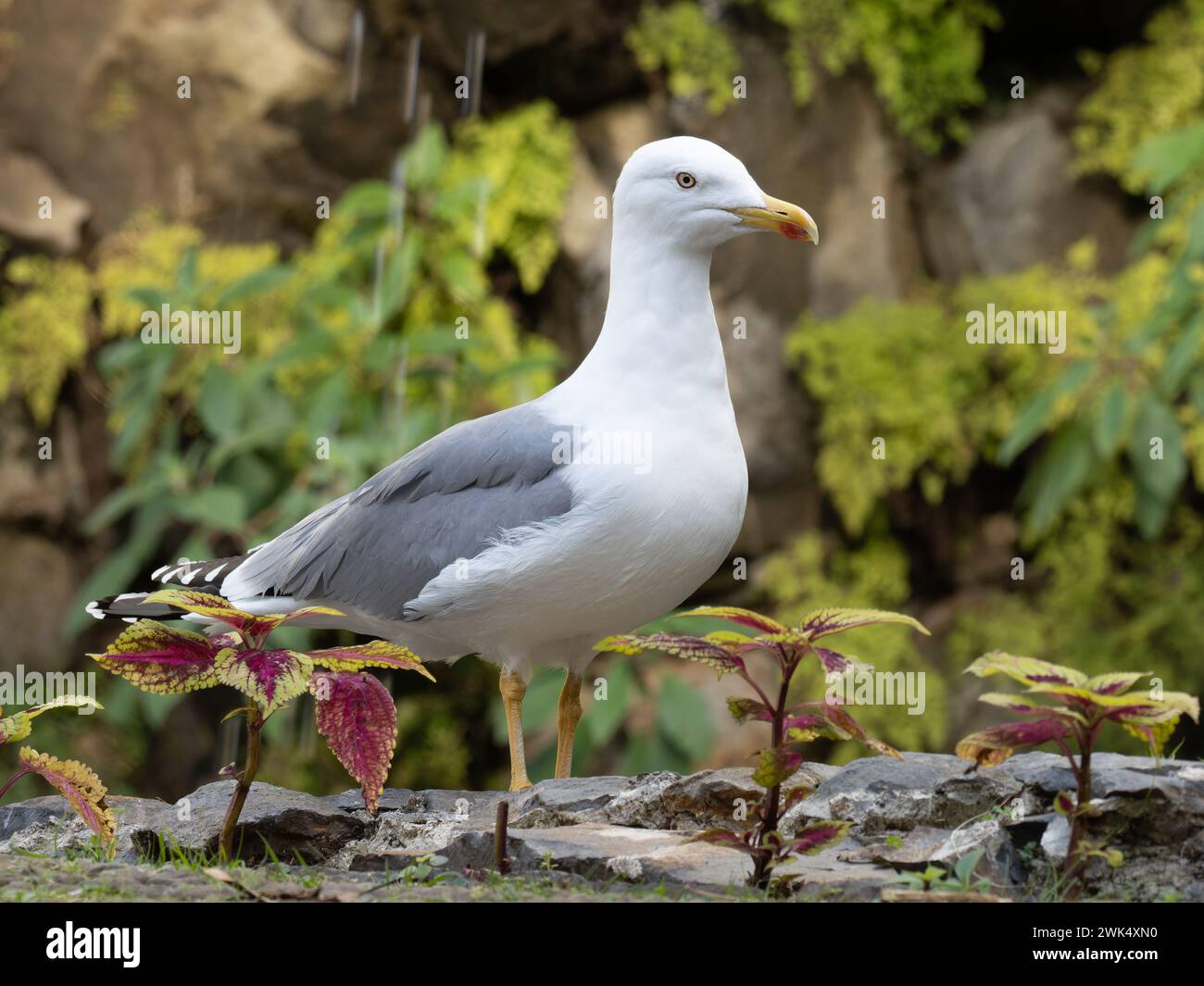 A profile image of a yellow-legged gull, Larus michahellis. Stock Photo