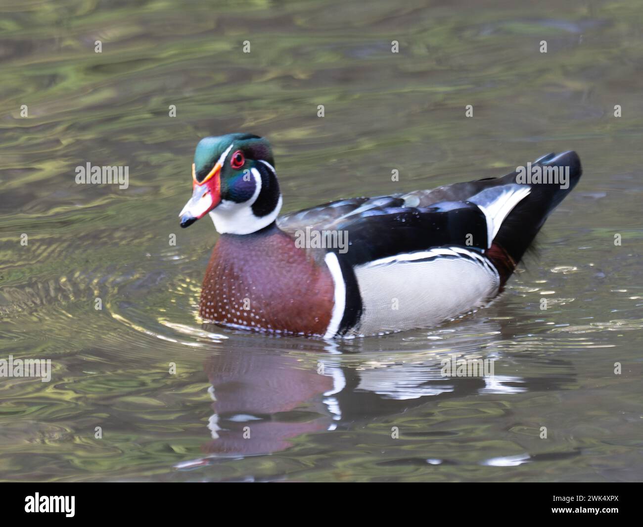 A male wood duck or Carolina duck, Aix sponsa, swimming on a pond in Madeira Stock Photo