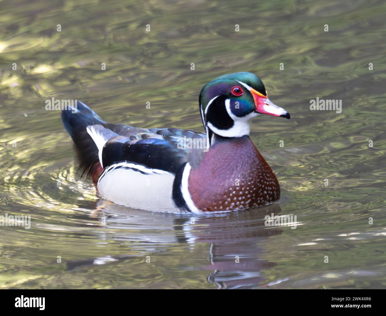 A male wood duck or Carolina duck, Aix sponsa, swimming on a pond in Madeira Stock Photo