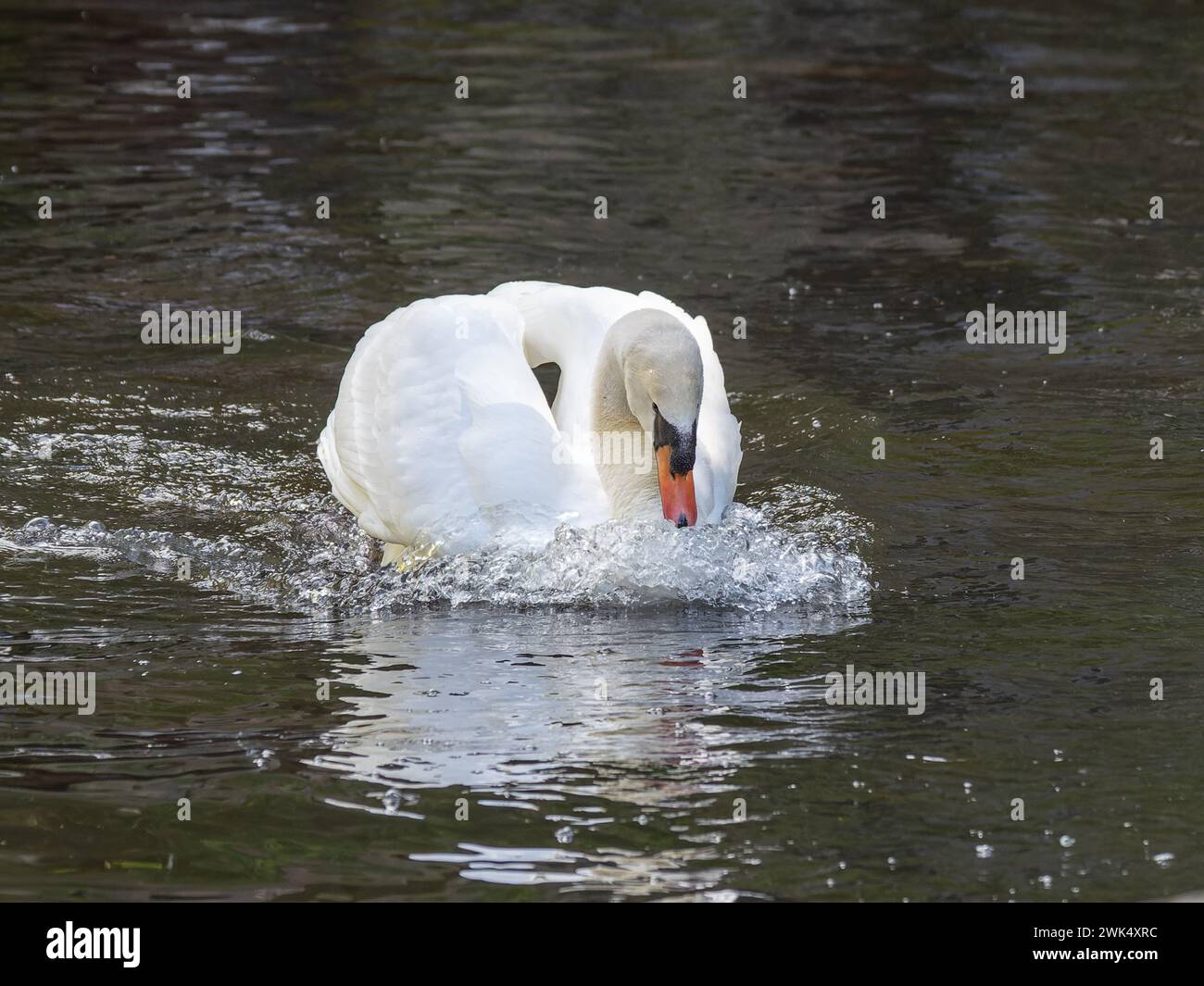 A male mute swan, Cygnus olor, in an aggressive pose. Stock Photo