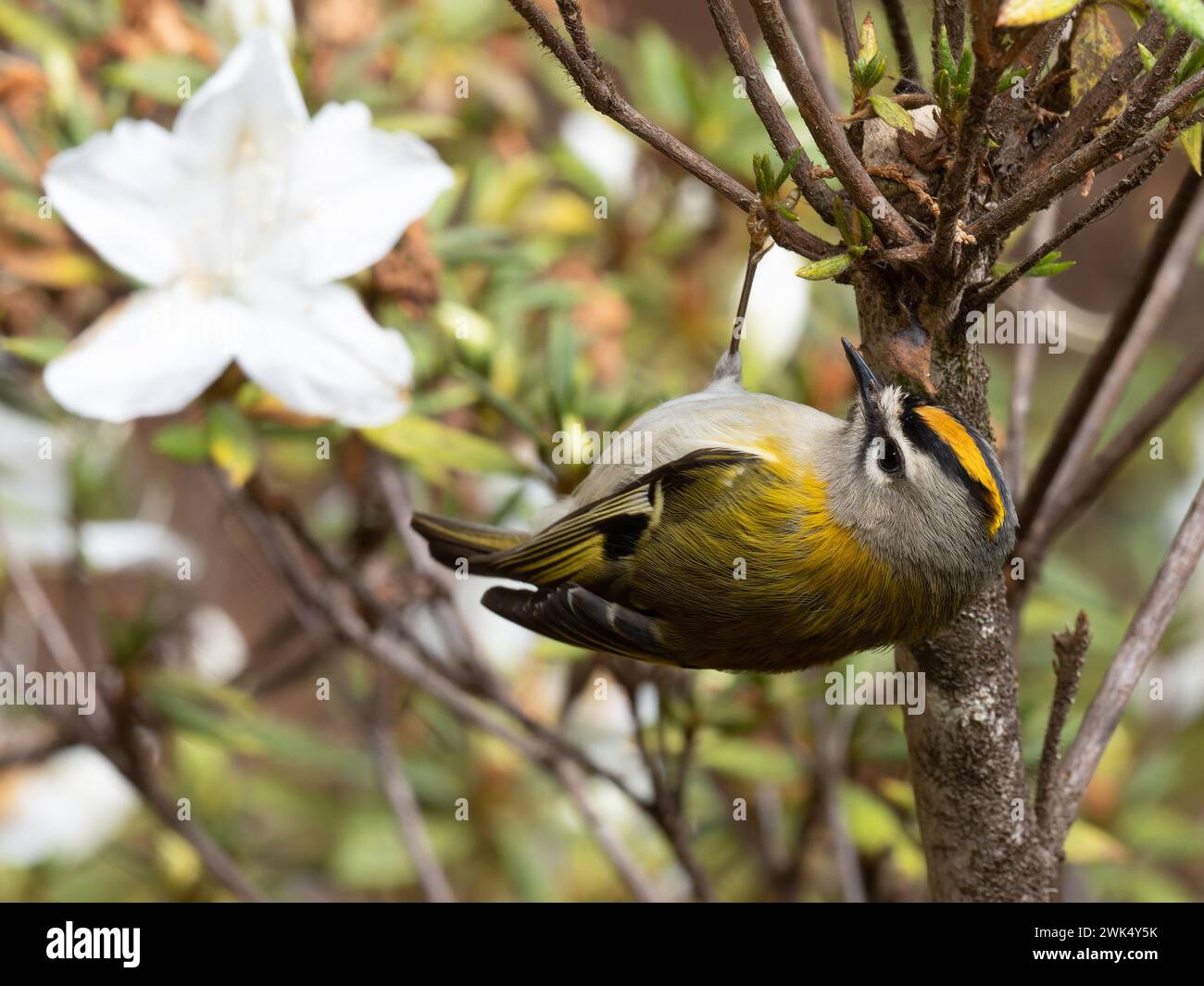A Madeira firecrest, also known as Madeira kinglet, or Madeira crest, Regulus madeirensis, which is endemic to the island of Madeira. Stock Photo