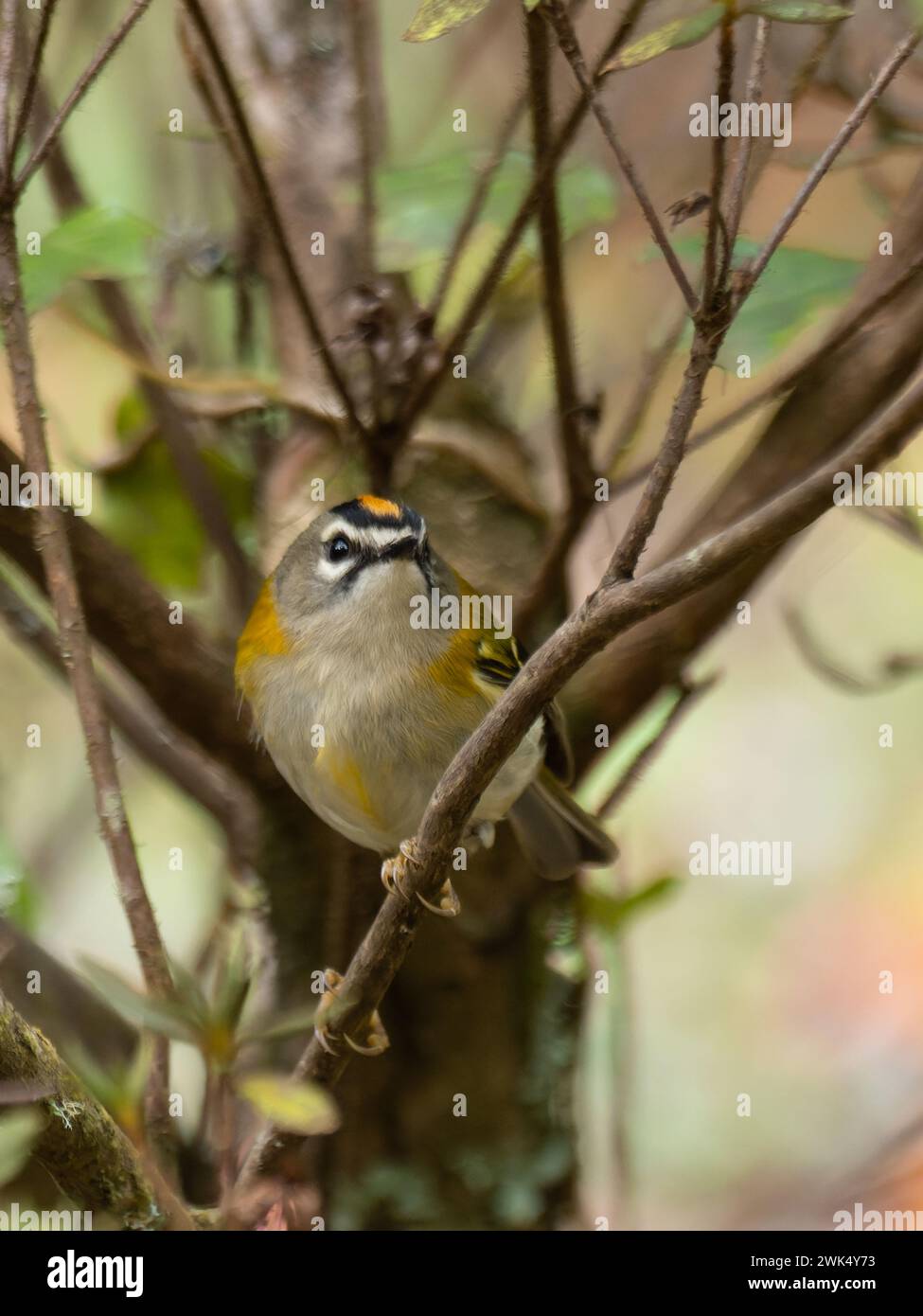 A Madeira firecrest, also known as Madeira kinglet, or Madeira crest, Regulus madeirensis, which is endemic to the island of Madeira. Stock Photo