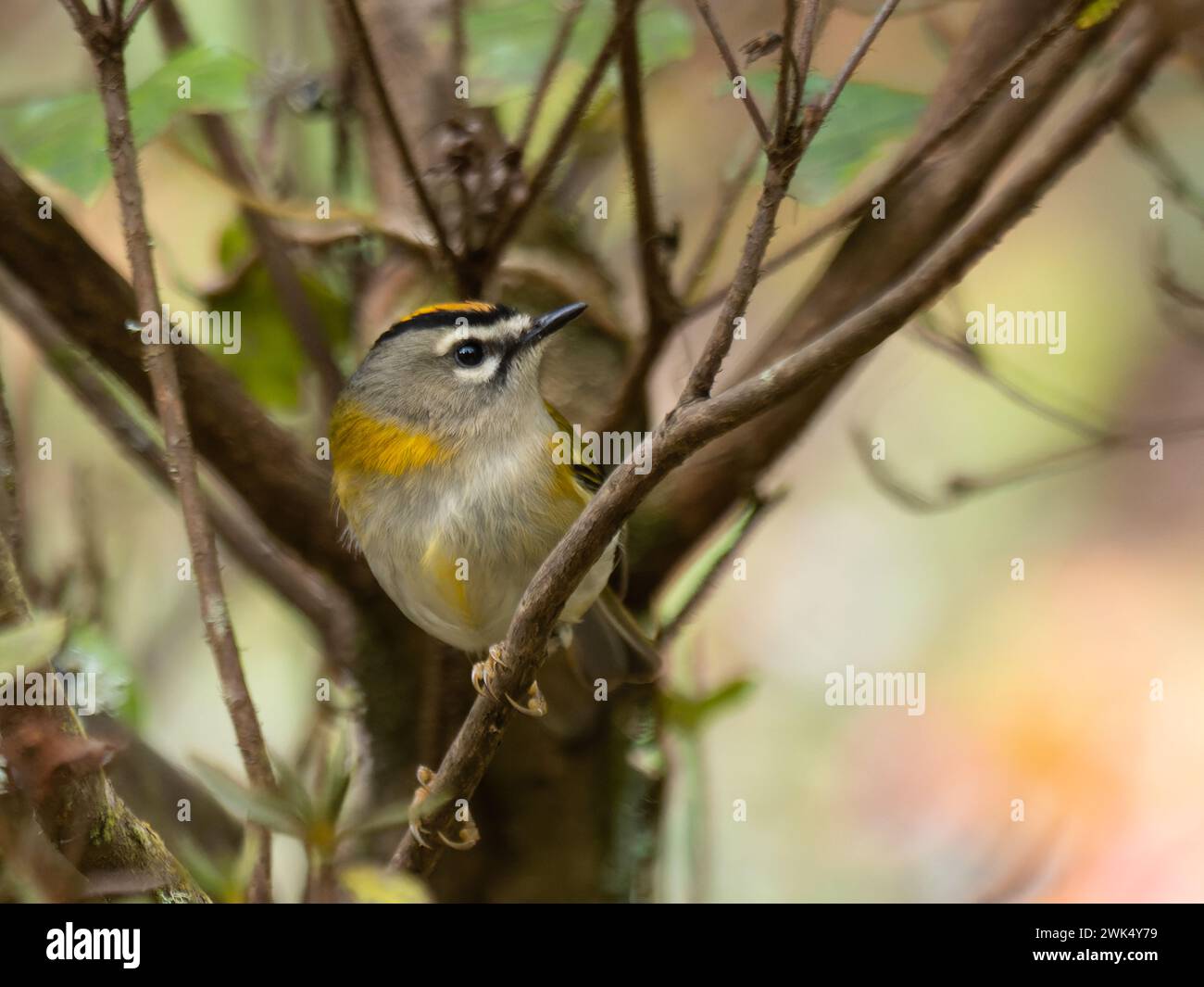 A Madeira firecrest, also known as Madeira kinglet, or Madeira crest, Regulus madeirensis, which is endemic to the island of Madeira. Stock Photo