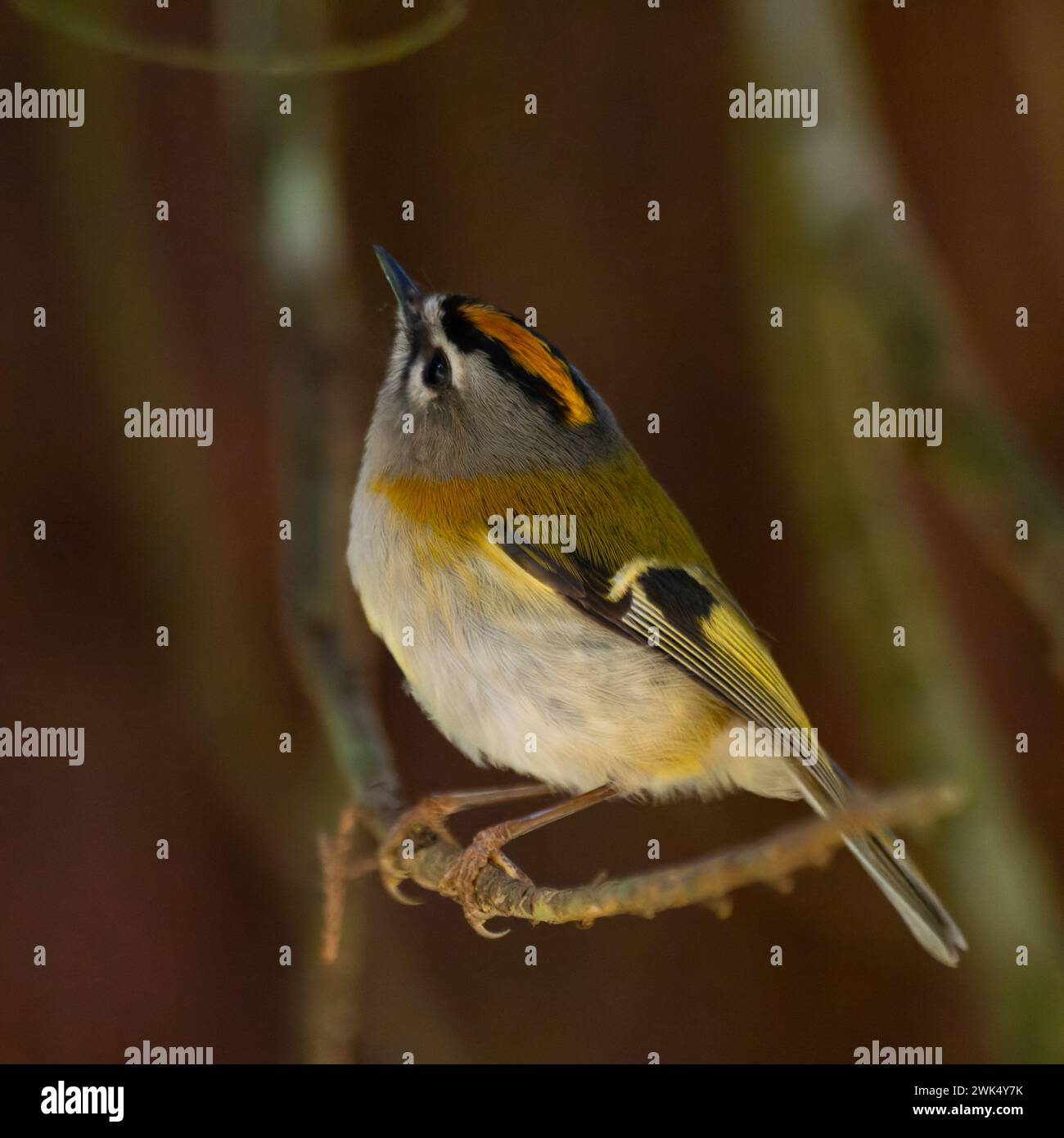 A Madeira firecrest, also known as Madeira kinglet, or Madeira crest, Regulus madeirensis, which is endemic to the island of Madeira. Stock Photo