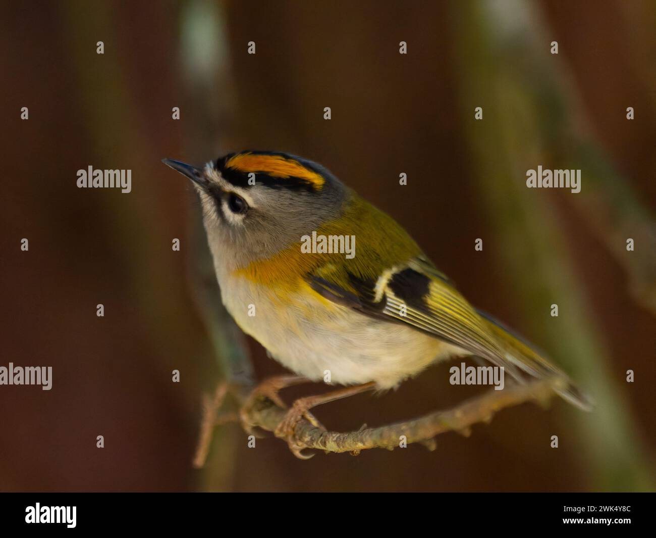 A Madeira firecrest, also known as Madeira kinglet, or Madeira crest, Regulus madeirensis, which is endemic to the island of Madeira. Stock Photo