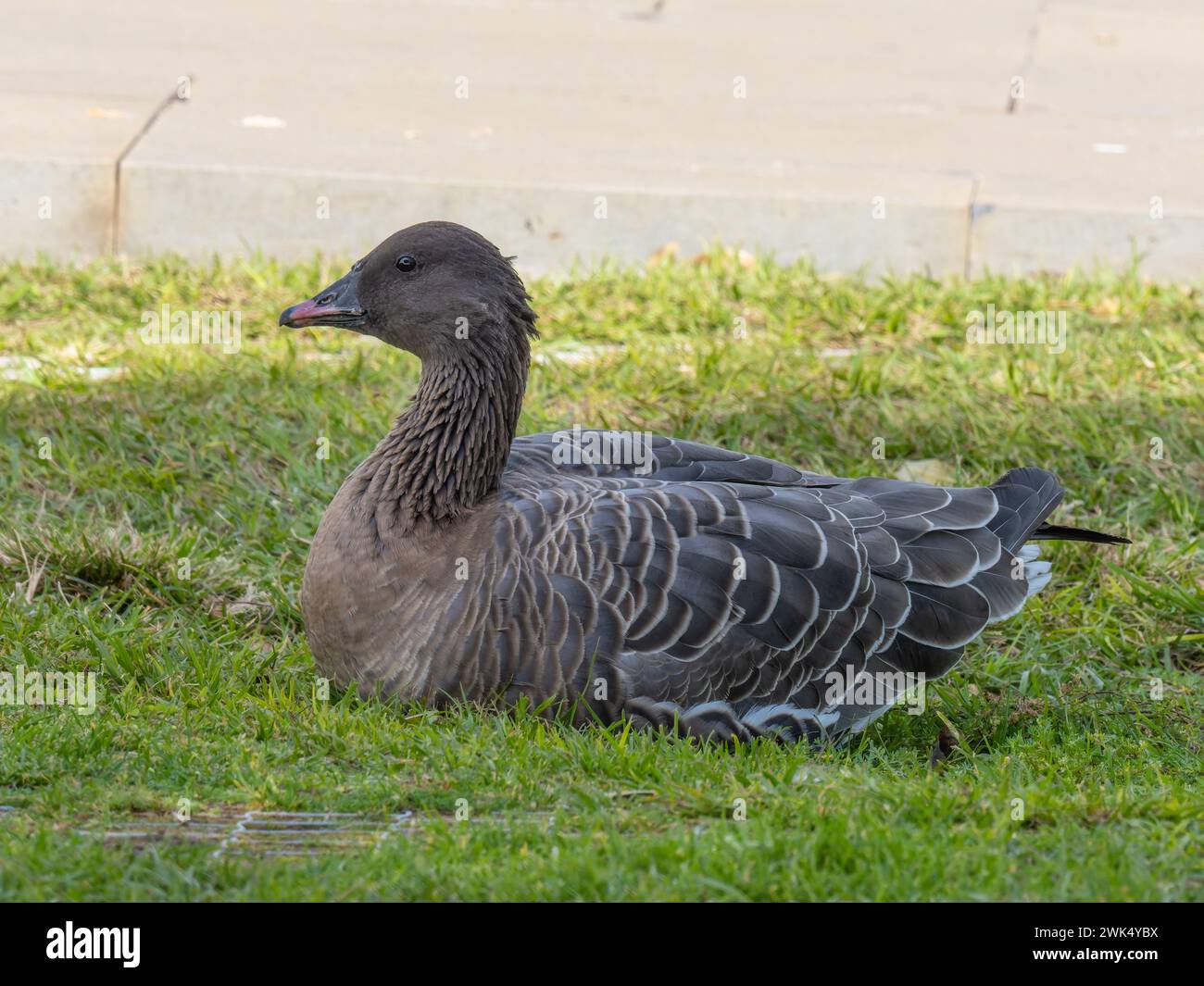 A vagrant pink-footed goose, Anser brachyrhynchus, photographed on the island of Madeira. Stock Photo