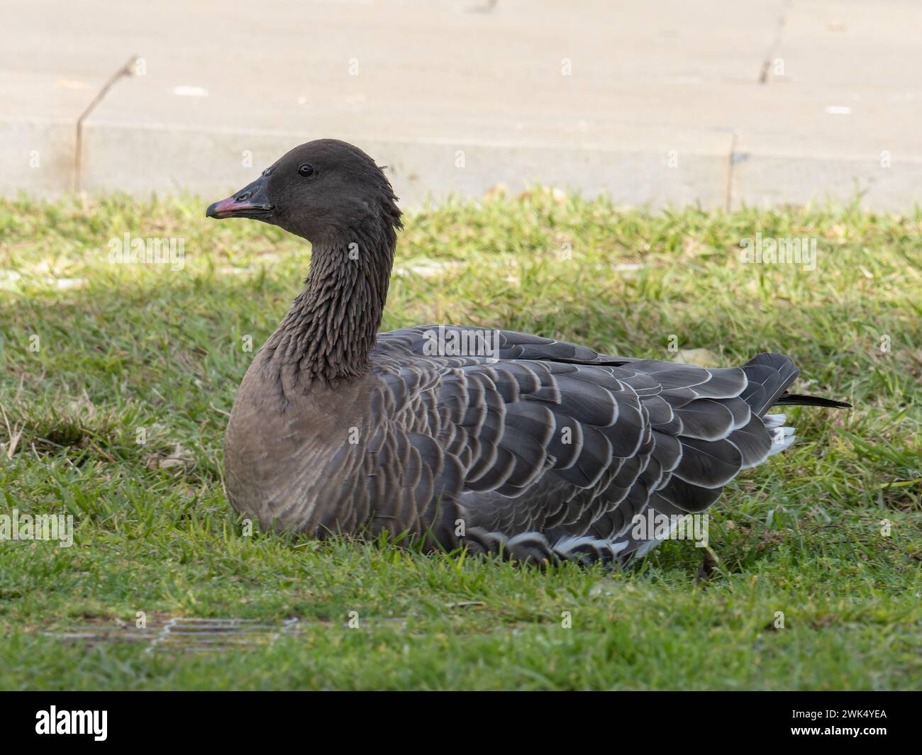 A vagrant pink-footed goose, Anser brachyrhynchus, photographed on the island of Madeira. Stock Photo