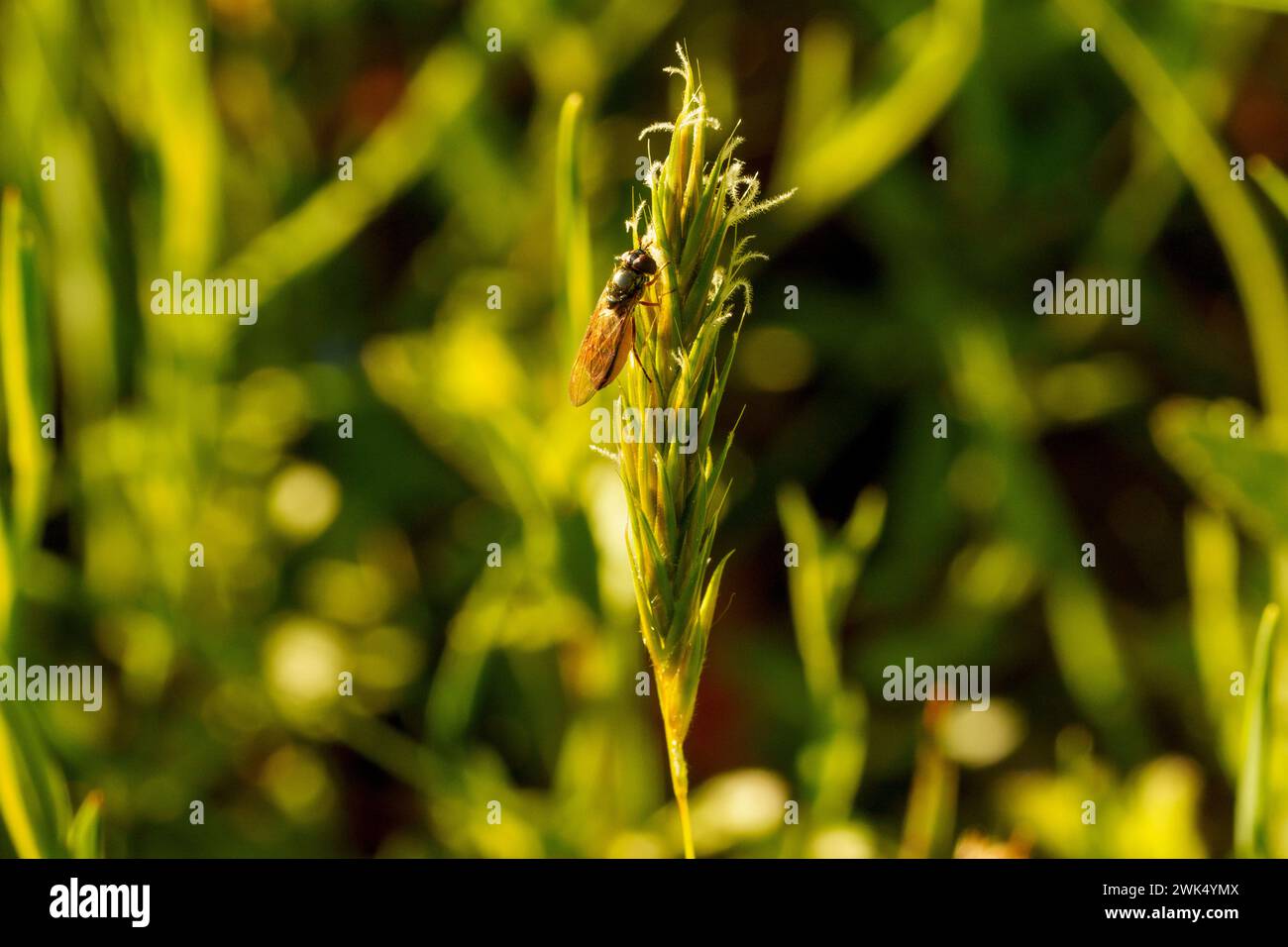 Platycheirus albimanus Genus Platycheirus Family Syrphidae fly wild nature insect wallpaper, picture, photography Stock Photo