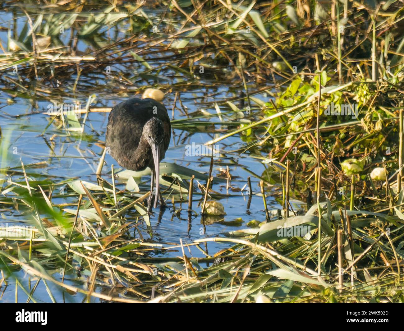 A  vagrant glossy ibis, Plegadis falcinellus, wading in a pond on Madeira. Stock Photo