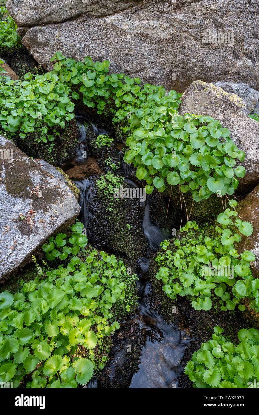 Saxifrage growing along a rivulet, Eagle Cap Wilderness Area, Oregon. Stock Photo