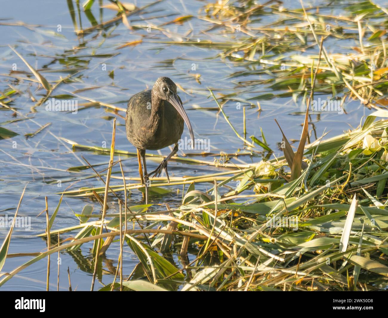 A  vagrant glossy ibis, Plegadis falcinellus, wading in a pond on Madeira. Stock Photo