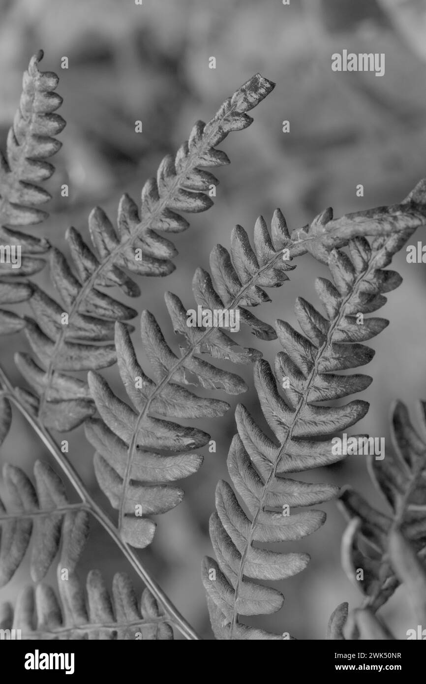 Fern white and black photography - image for living room wallpaper Stock Photo