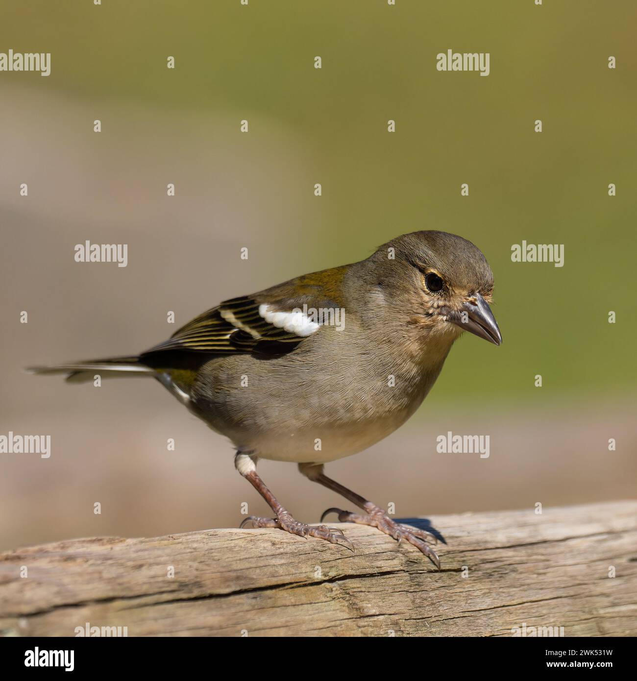 A female Madeiran chaffinch, Fringilla maderensis, which is endemic to the island of Madeira. Stock Photo
