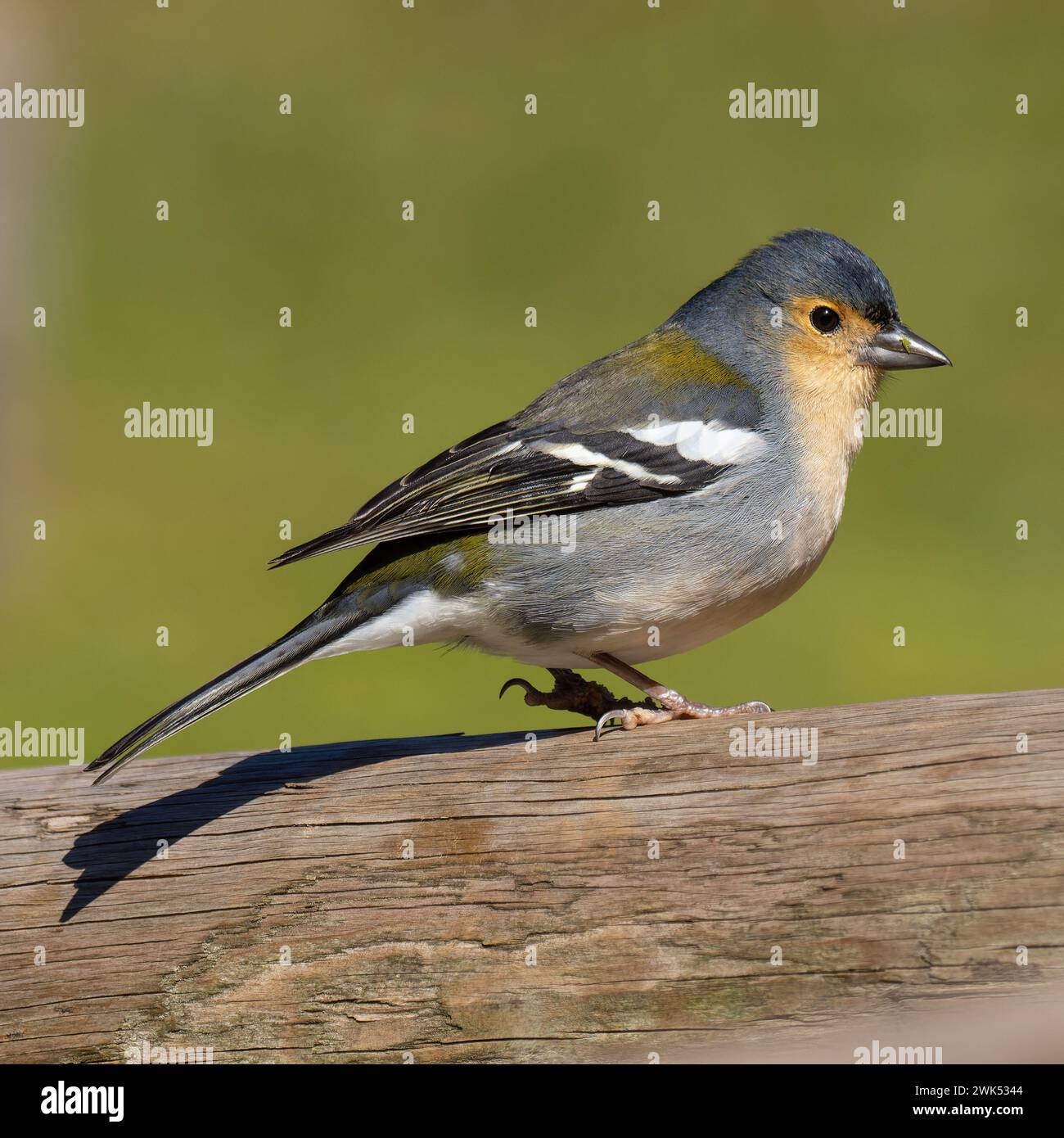 A male Madeiran chaffinch, Fringilla maderensis, which is endemic to the island of Madeira. Stock Photo