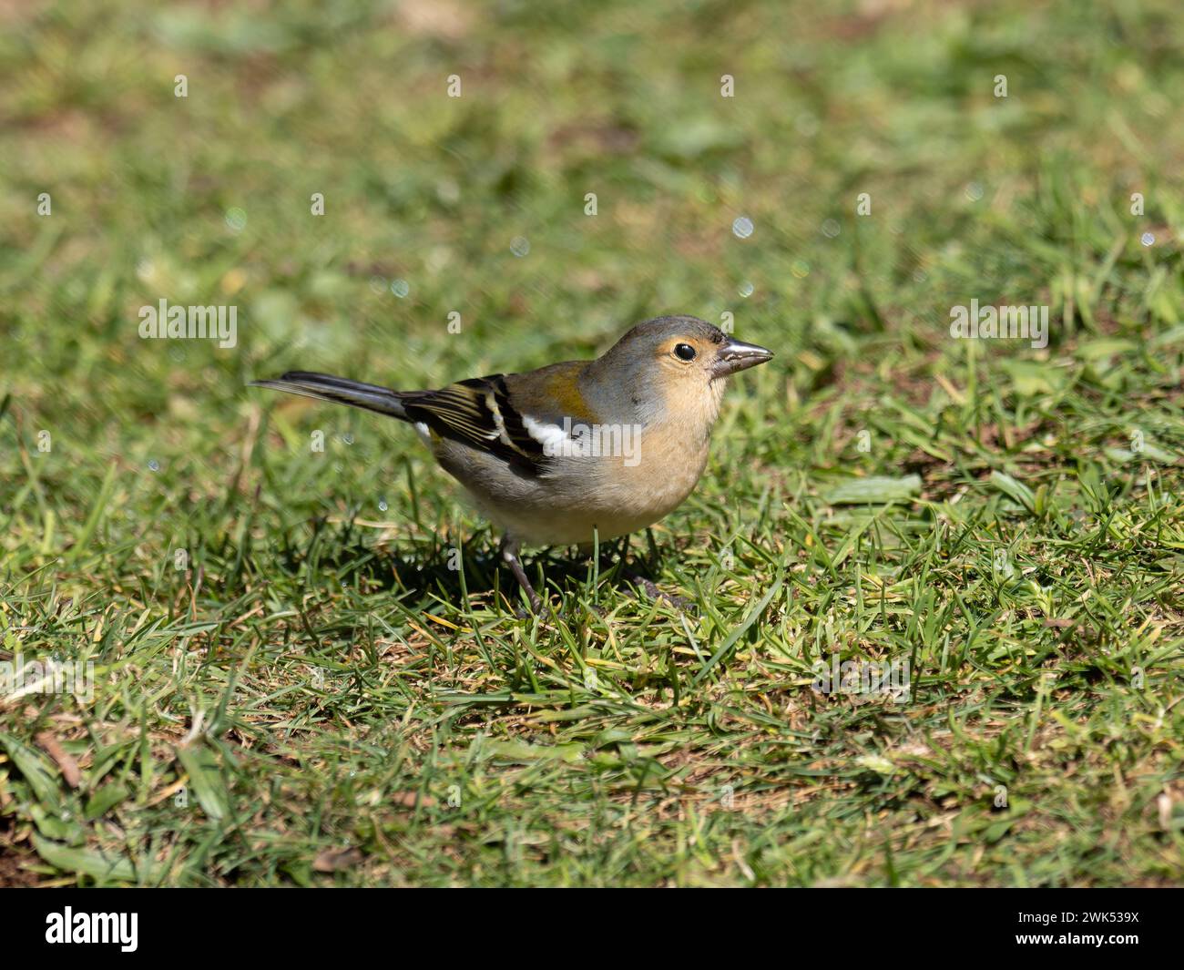 A male Madeiran chaffinch, Fringilla maderensis, which is endemic to the island of Madeira. Stock Photo