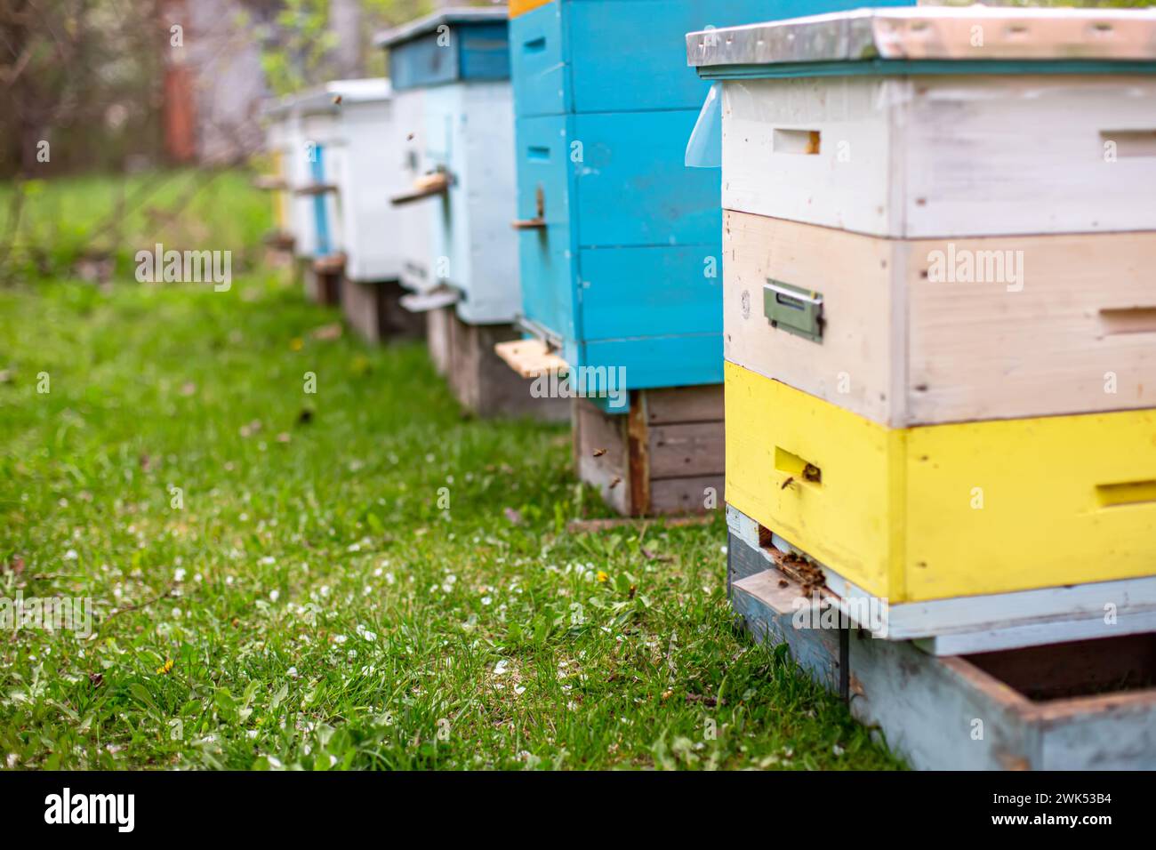 Bee hives bee hive flow hive hi-res stock photography and images - Alamy