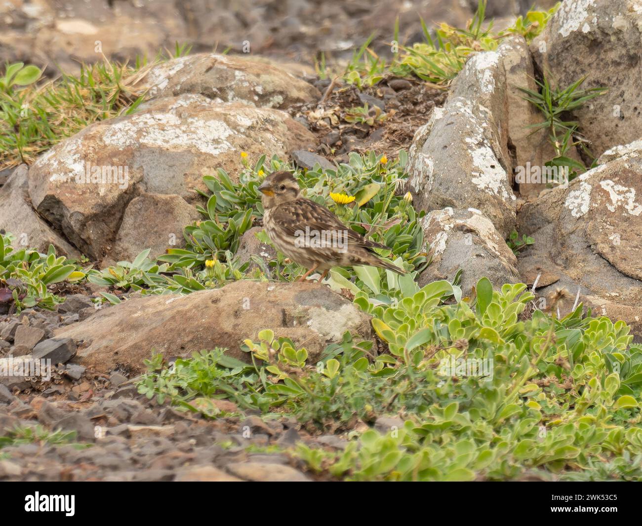 A rock sparrow or rock petronia, Petronia petronia petronia photographed on the island of Madeira. Stock Photo