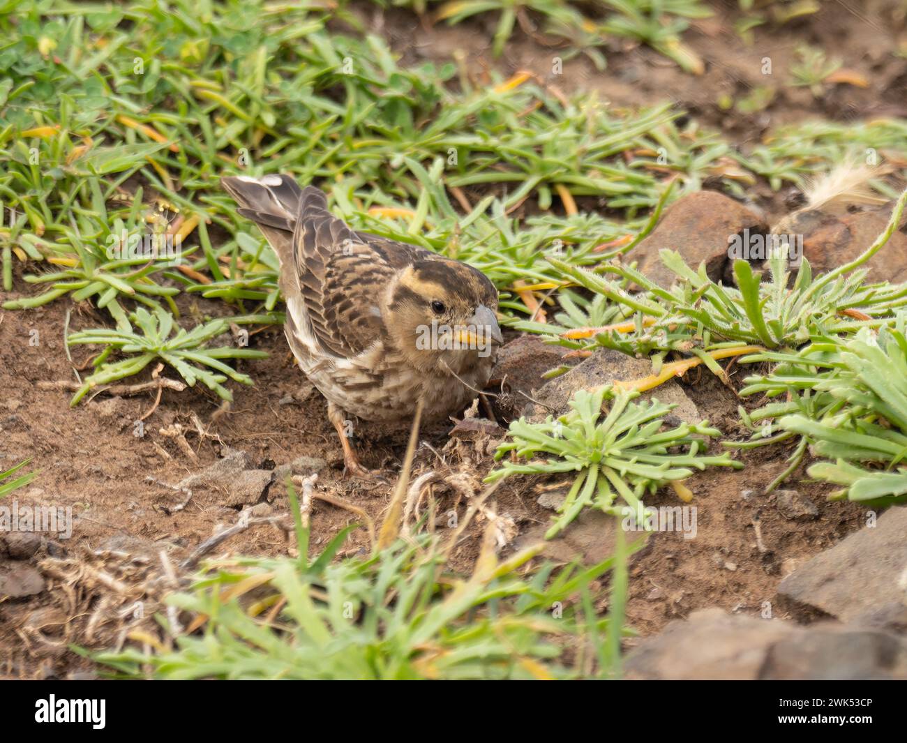 A rock sparrow or rock petronia, Petronia petronia petronia photographed on the island of Madeira. Stock Photo