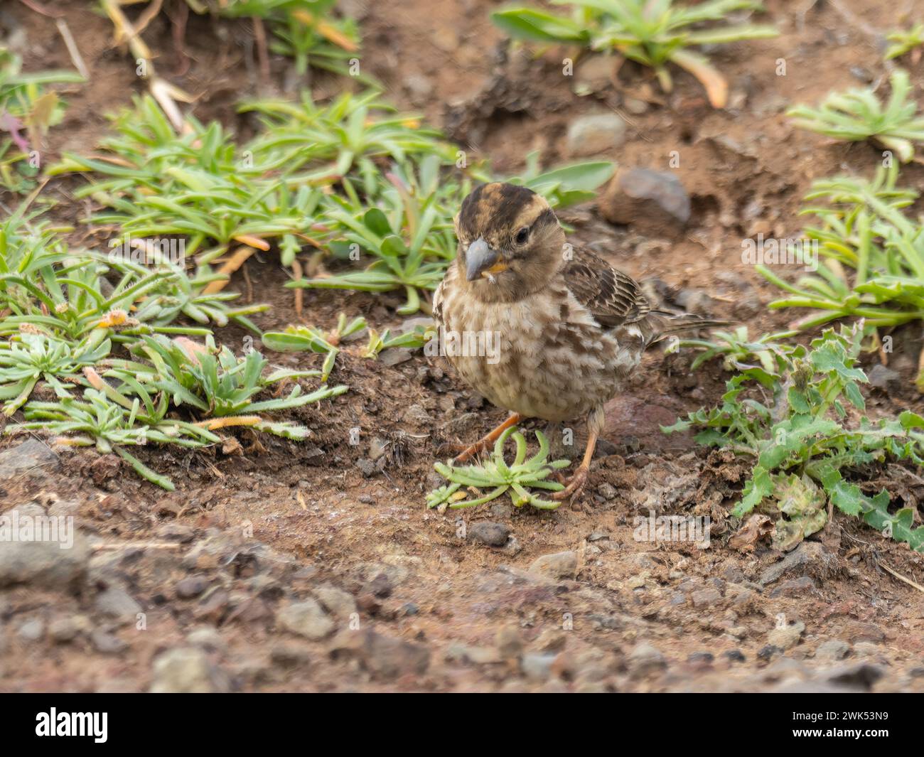 A rock sparrow or rock petronia, Petronia petronia petronia photographed on the island of Madeira. Stock Photo