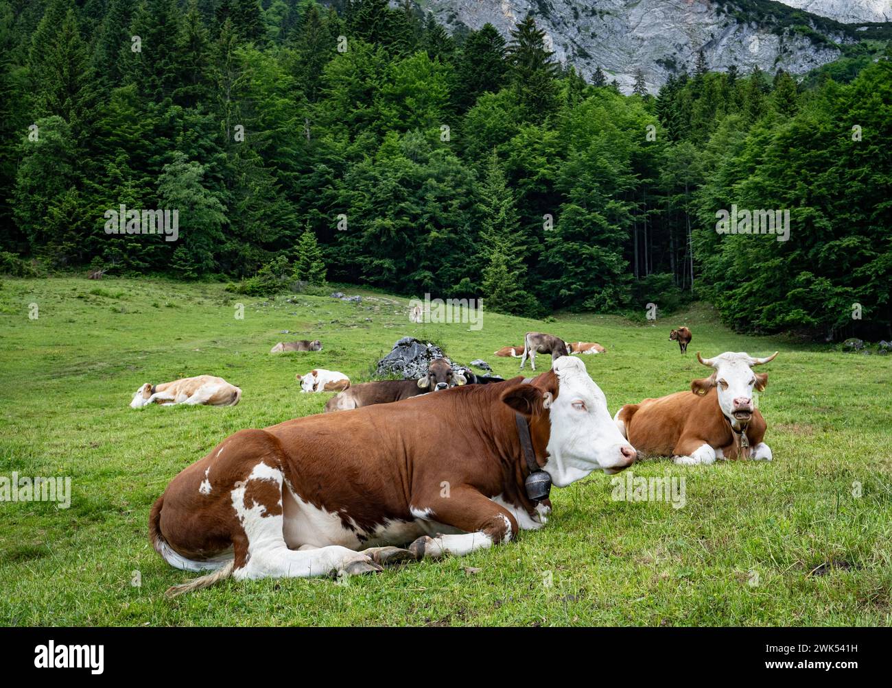 Alm-Idylle, Fleckvieh - Rind ruht auf einer Alm mit imposanten Bergen im Hintergrund. Rindvieh beweidet die oftmals schroffen Bergalmen, durch die Wanderwege hinauf zu den Wanderhütten im Gebirge des Wilden Kaisers unweit von Ellmau in Tirol führen. Ellmau Wilder Kaiser Gebirge Tirol Österreich *** Alpine pasture idyll, Simmental cattle resting on an alpine pasture with imposing mountains in the background Cattle graze the often rugged mountain pastures, through which hiking trails lead up to the hiking huts in the Wilder Kaiser mountains not far from Ellmau in Tyrol Ellmau Wilder Kaiser mount Stock Photo