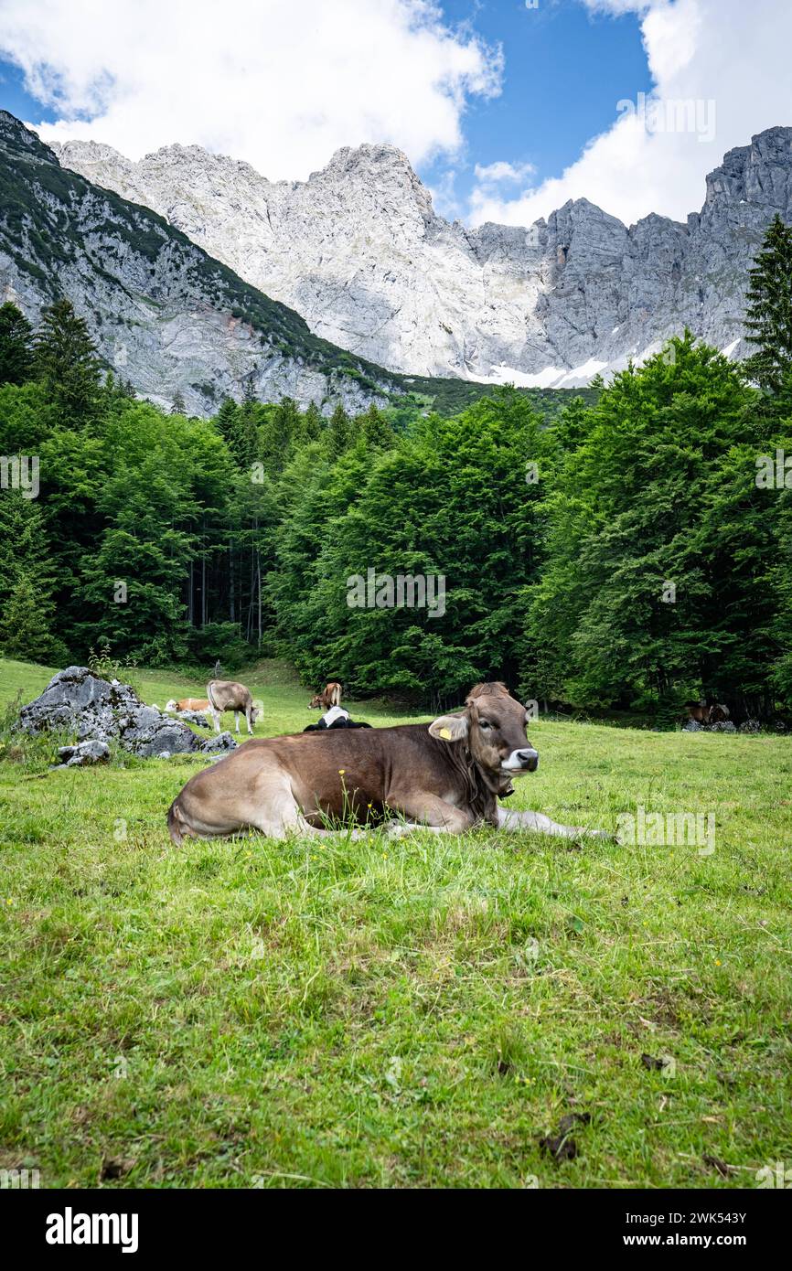 Alm-Idylle, eine Braunvieh-Kuh mit Kuhglocke ruht auf einer Alm mit imposanten Bergen im Hintergrund. Rindvieh beweidet die oftmals schroffen Bergalmen, durch die Wanderwege hinauf zu den Wanderhütten im Gebirge des Wilden Kaisers unweit von Ellmau in Tirol führen. Ellmau Wilder Kaiser Gebirge Tirol Österreich *** Alpine pasture idyll, a Brown Swiss cow with cowbell rests on an alpine pasture with imposing mountains in the background Cattle graze the often rugged mountain pastures, through which hiking trails lead up to the hiking huts in the Wilder Kaiser mountains not far from Ellmau in Tyro Stock Photo