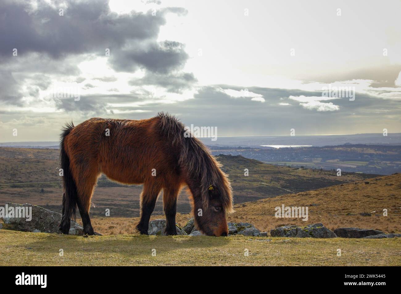 A semiferal Dartmoor pony stands alone in Dartmoor National Park