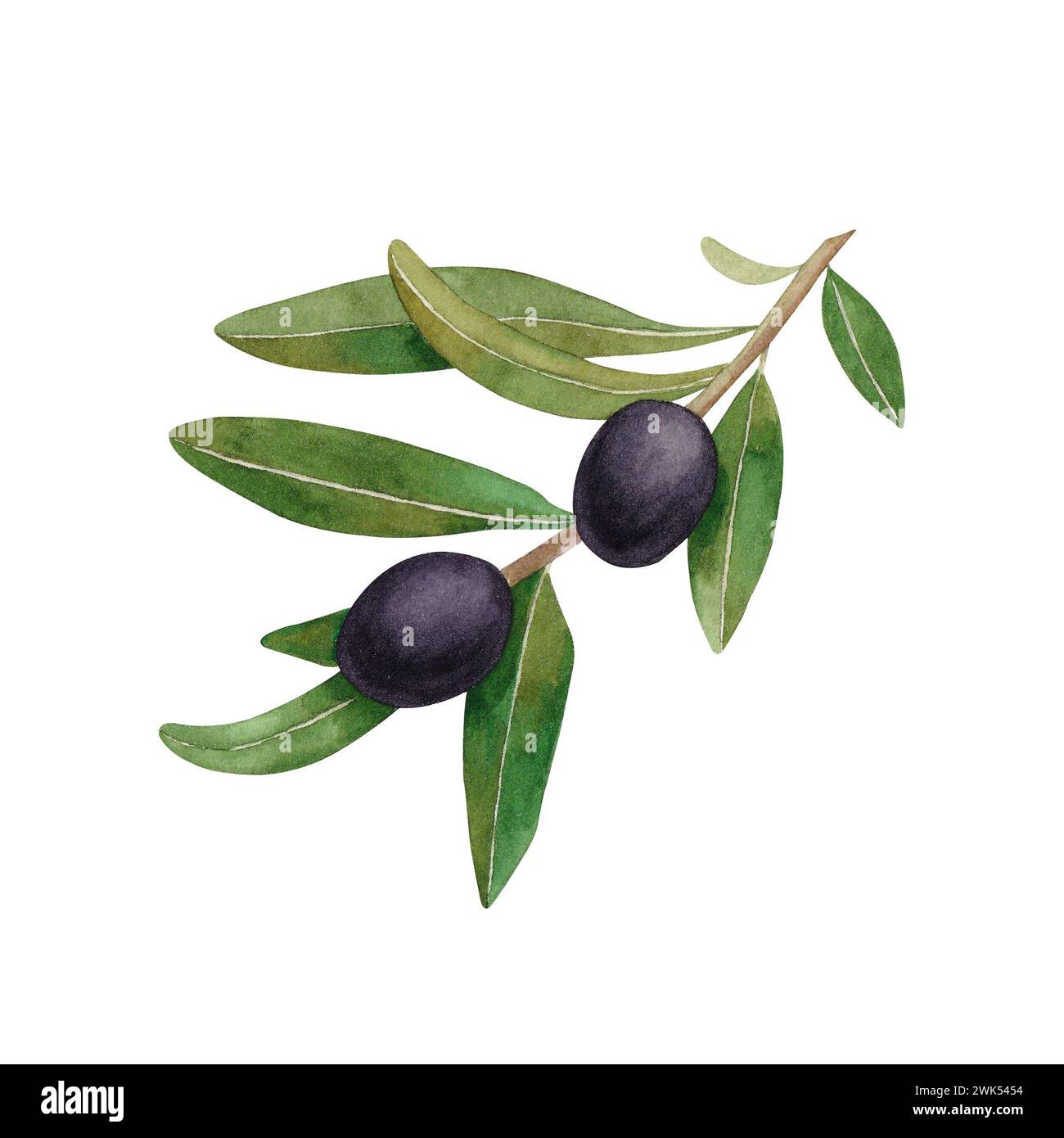 Watercolor branch with black olives. Hand drawn illustration isolated ...