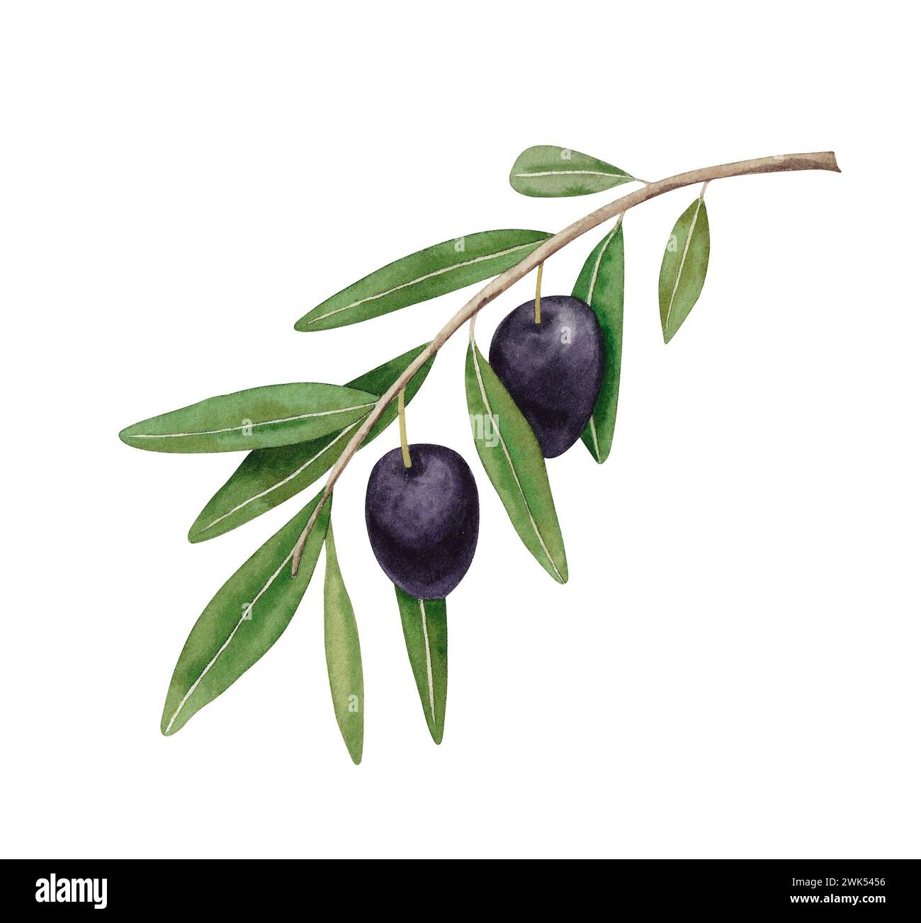 Branch with black olives. Watercolor hand drawn illustration isolated ...
