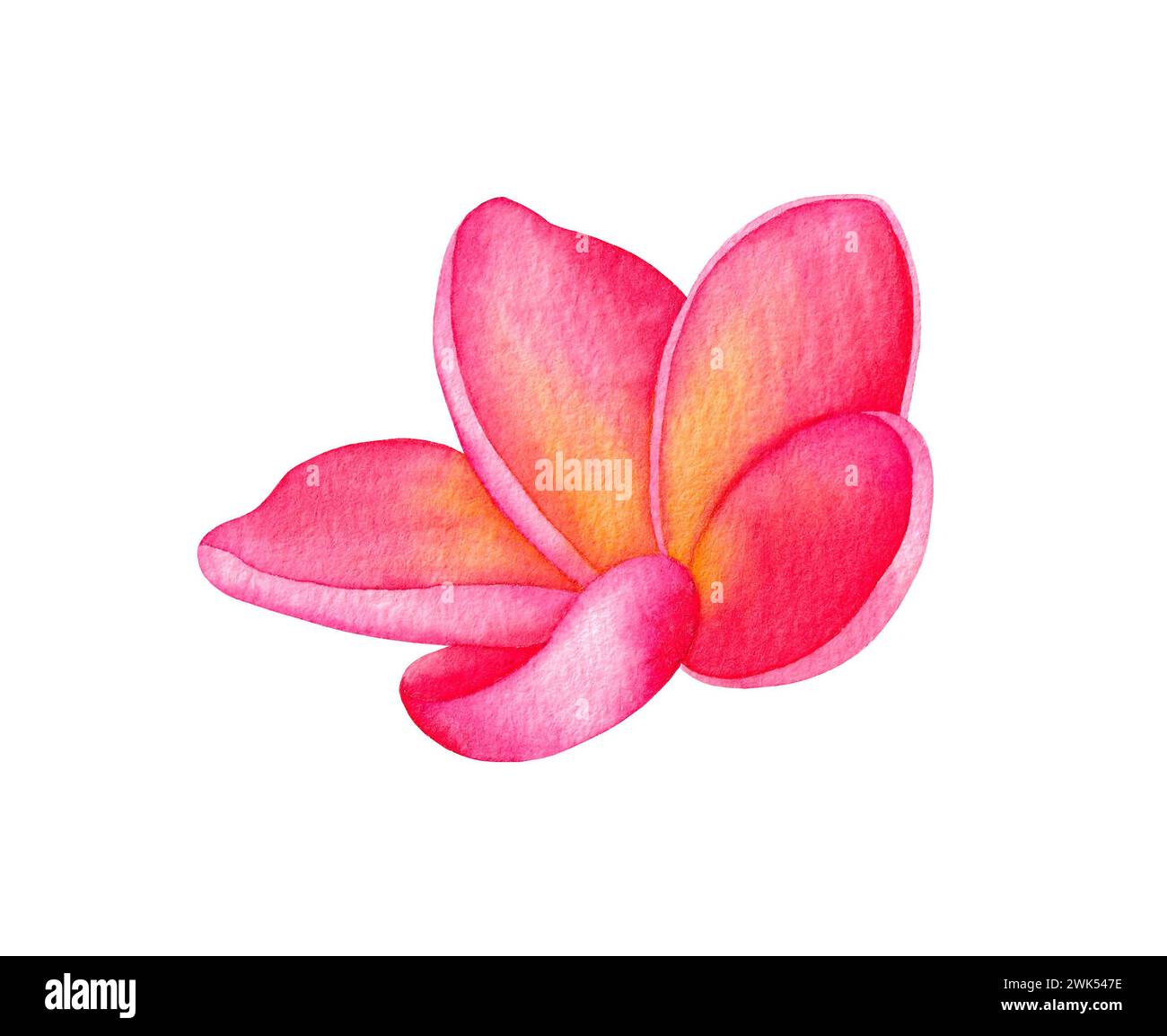 Watercolor Plumeria flower illustration. Hand drawn illustration isolated on white background. Tropical flowers. Frangipani Stock Photo