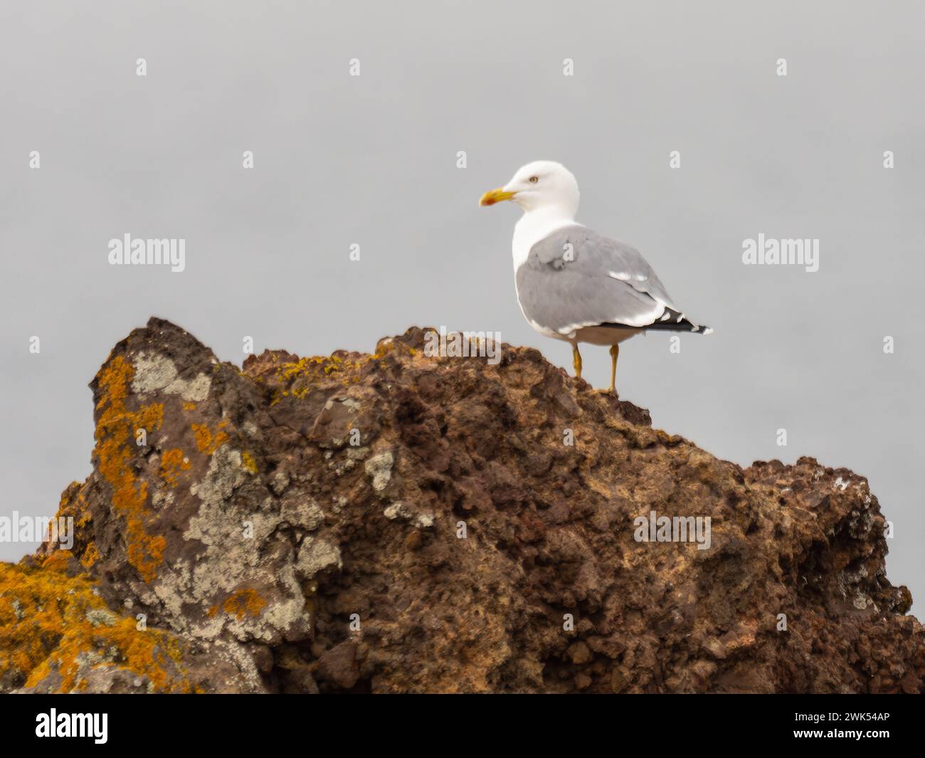 A yellow-legged gull, Larus michahellis, perch on rocks, with a grey sky in the background. Stock Photo